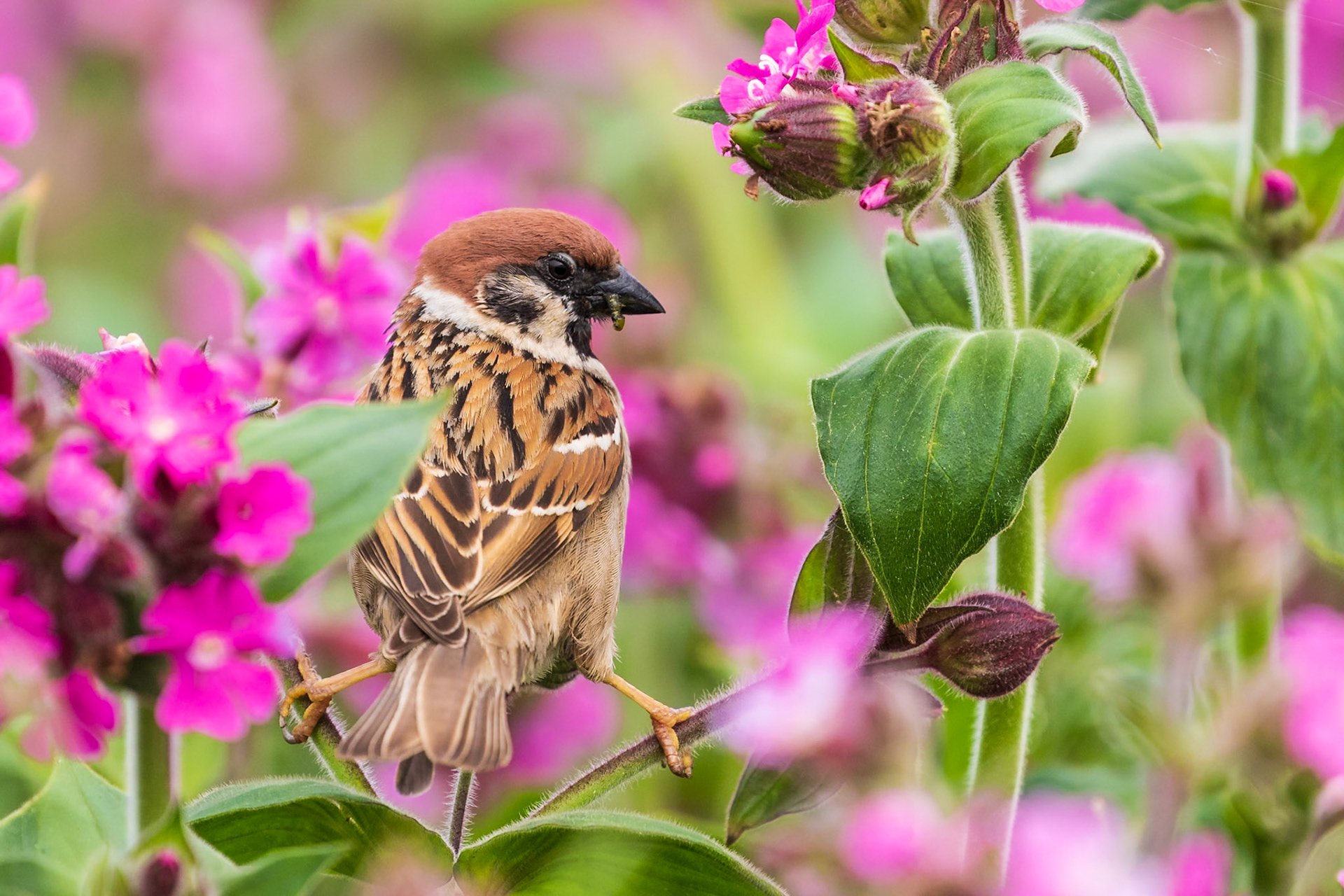Bempton Cliffs, United Kingdom