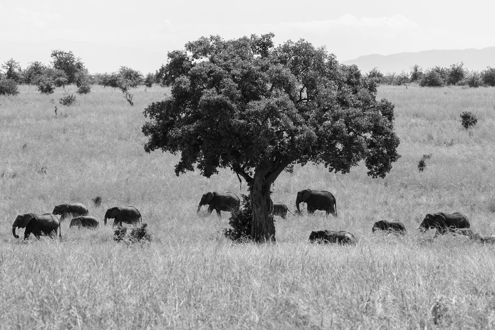 Tarangire National Park, Tanzania