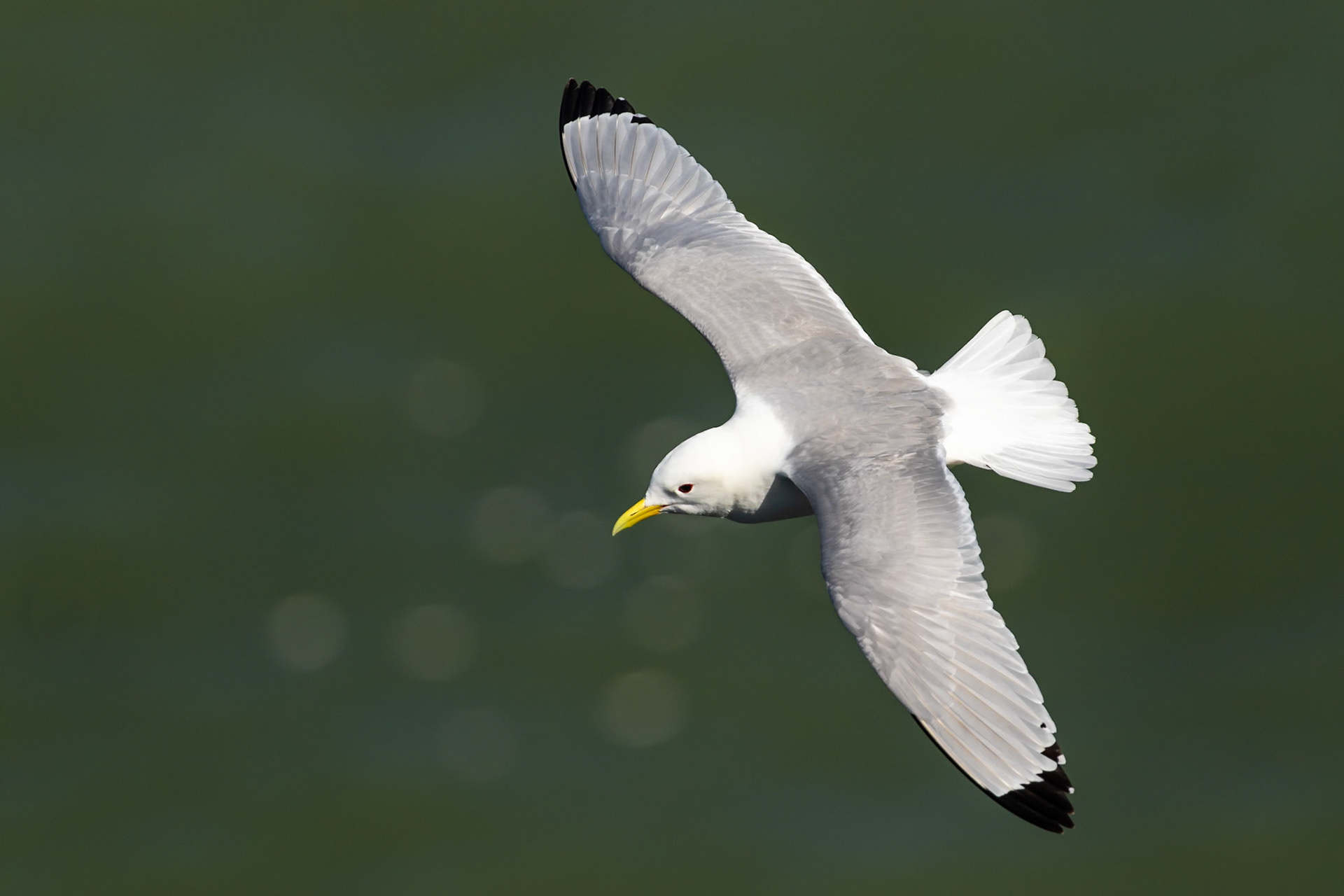 Bempton Cliffs, United Kingdom