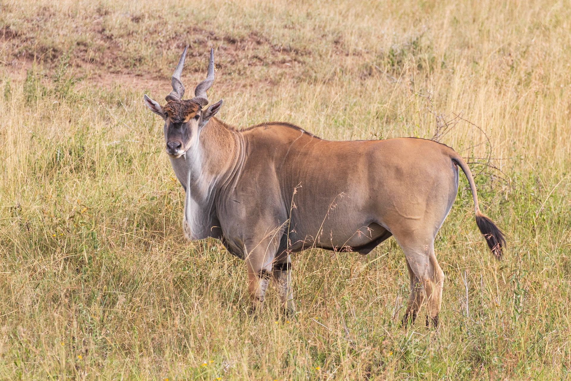 Serengeti National Park, Tanzania