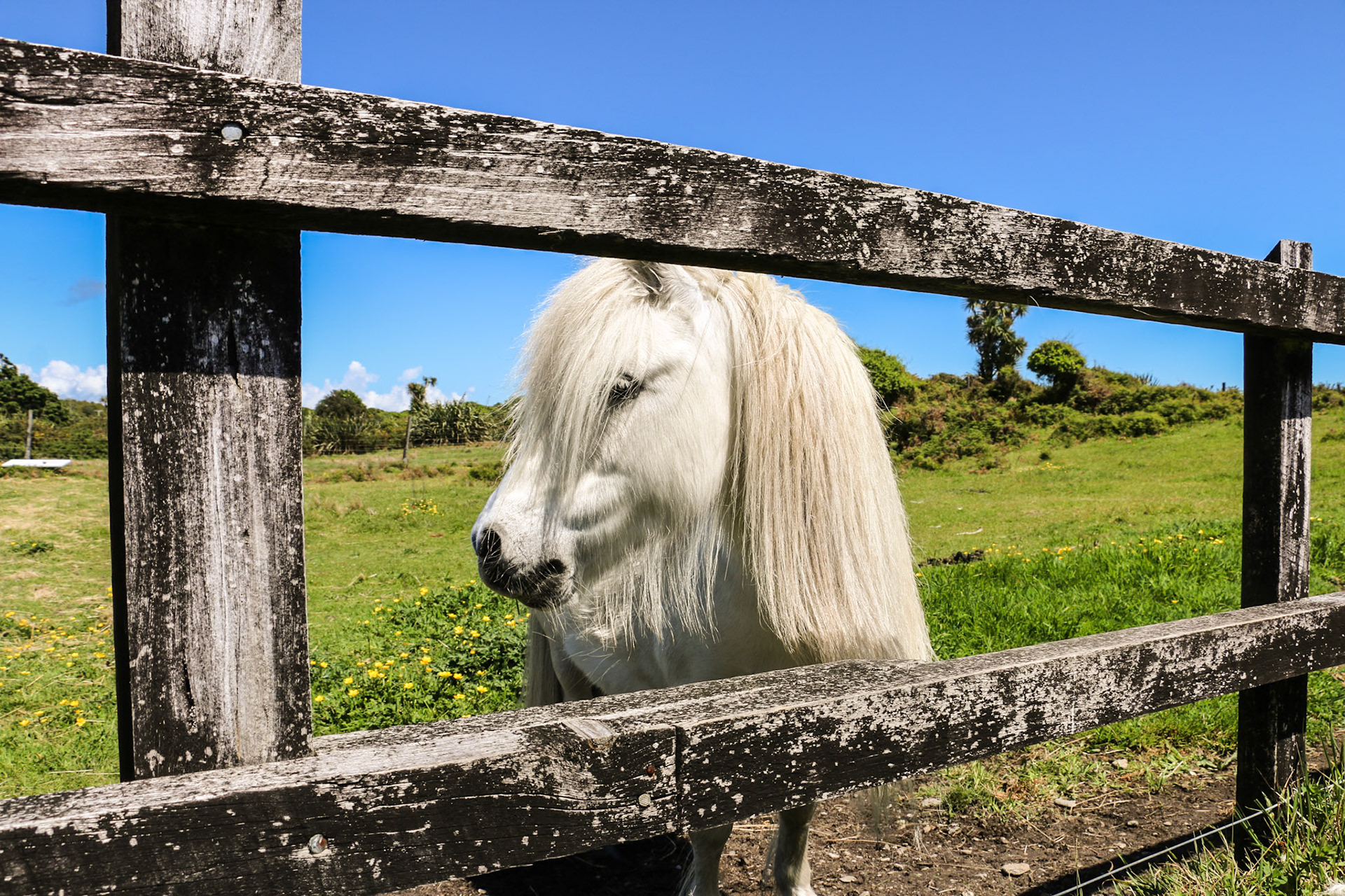 Good looking horse at Haast beach, South Island, New Zealand