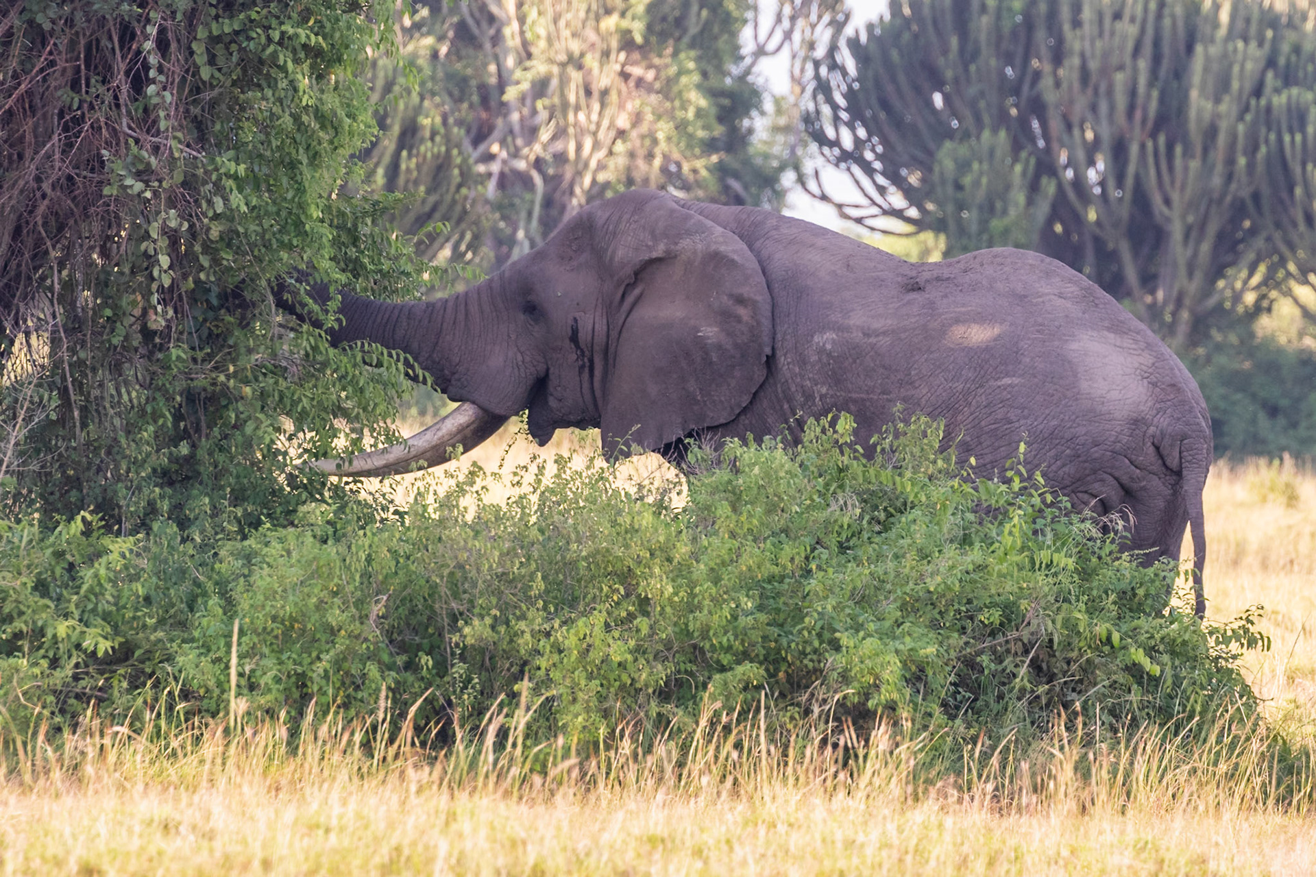 Queen Elizabeth National Park, Uganda