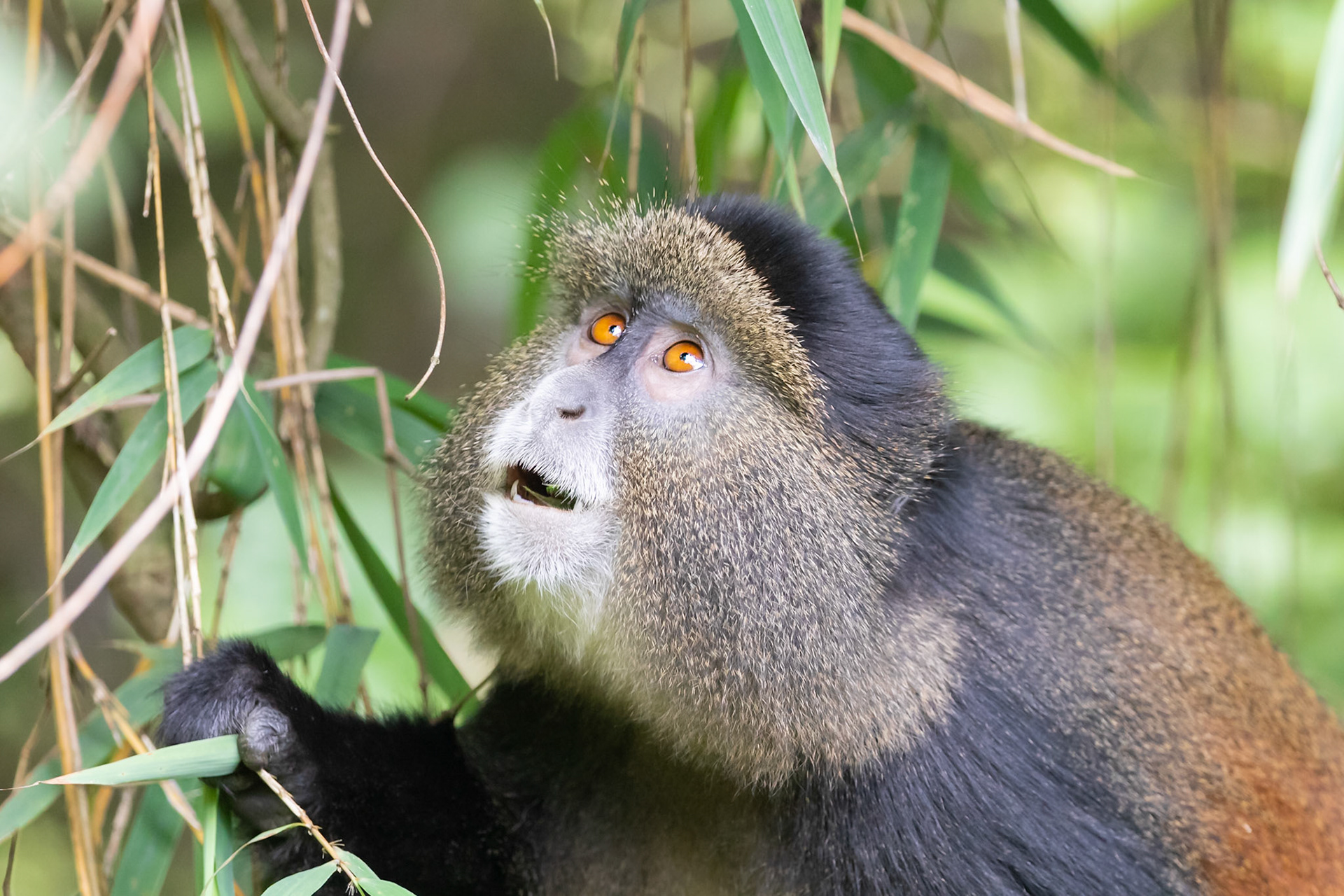 Volcanoes National Park, Rwanda