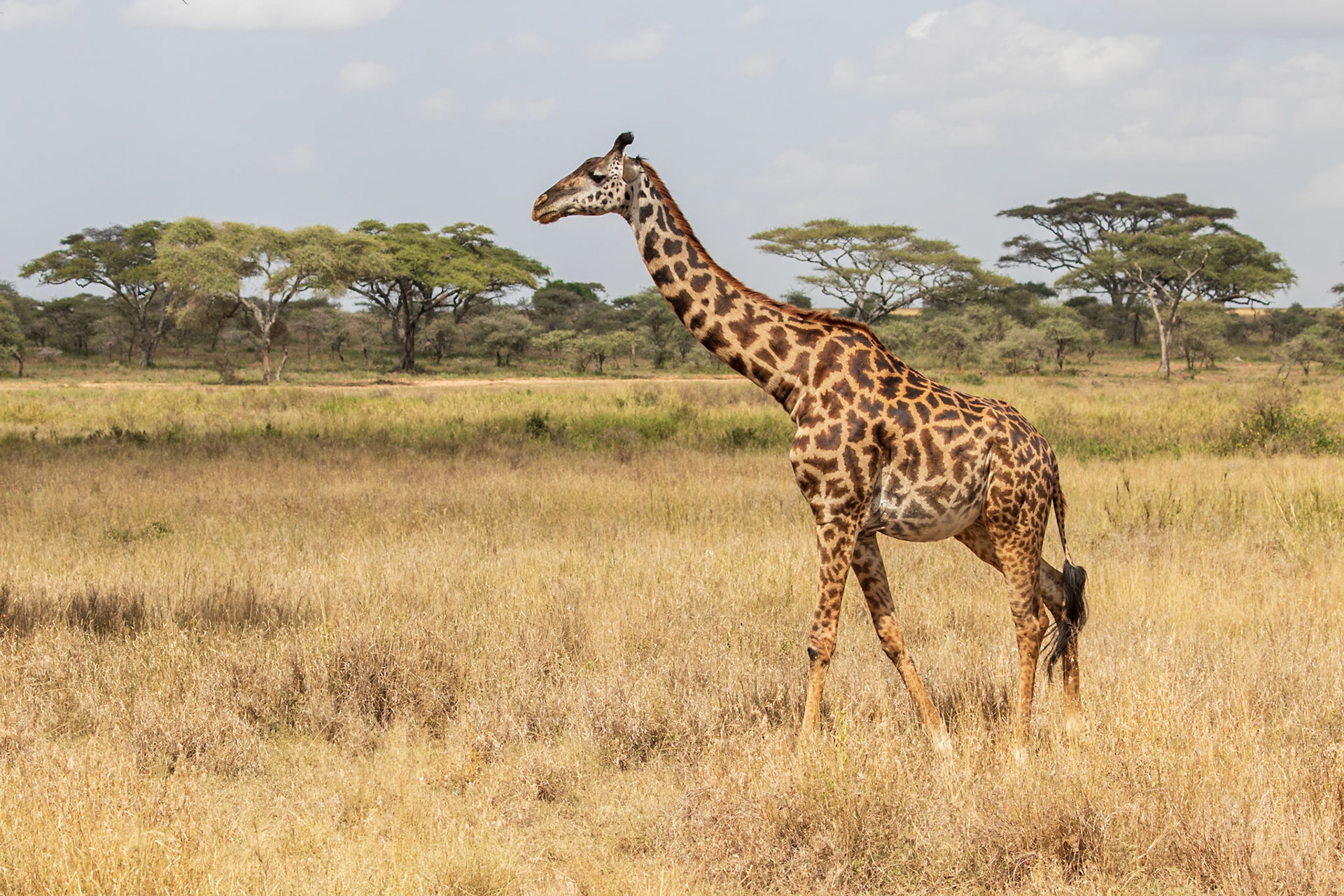 Serengeti National Park, Tanzania