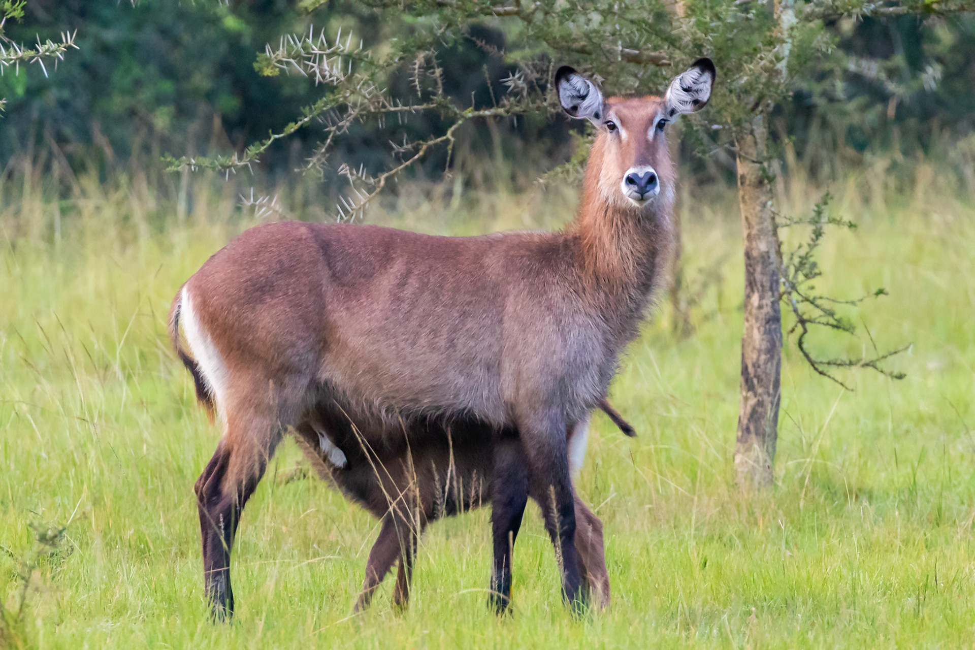 Lake Mburo National Park, Uganda