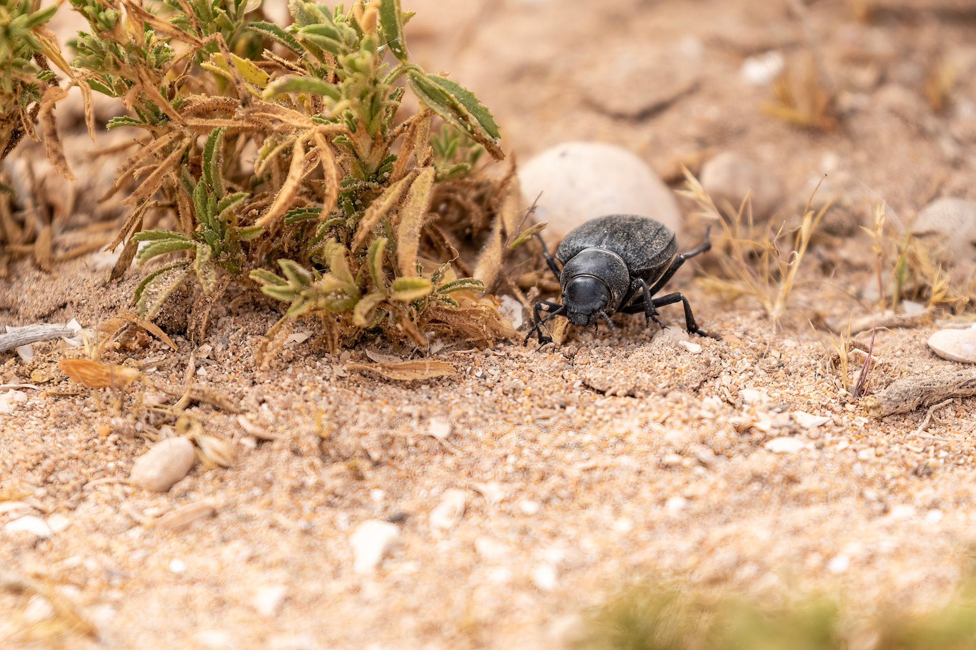 Souss-Massa National Park, Morocco