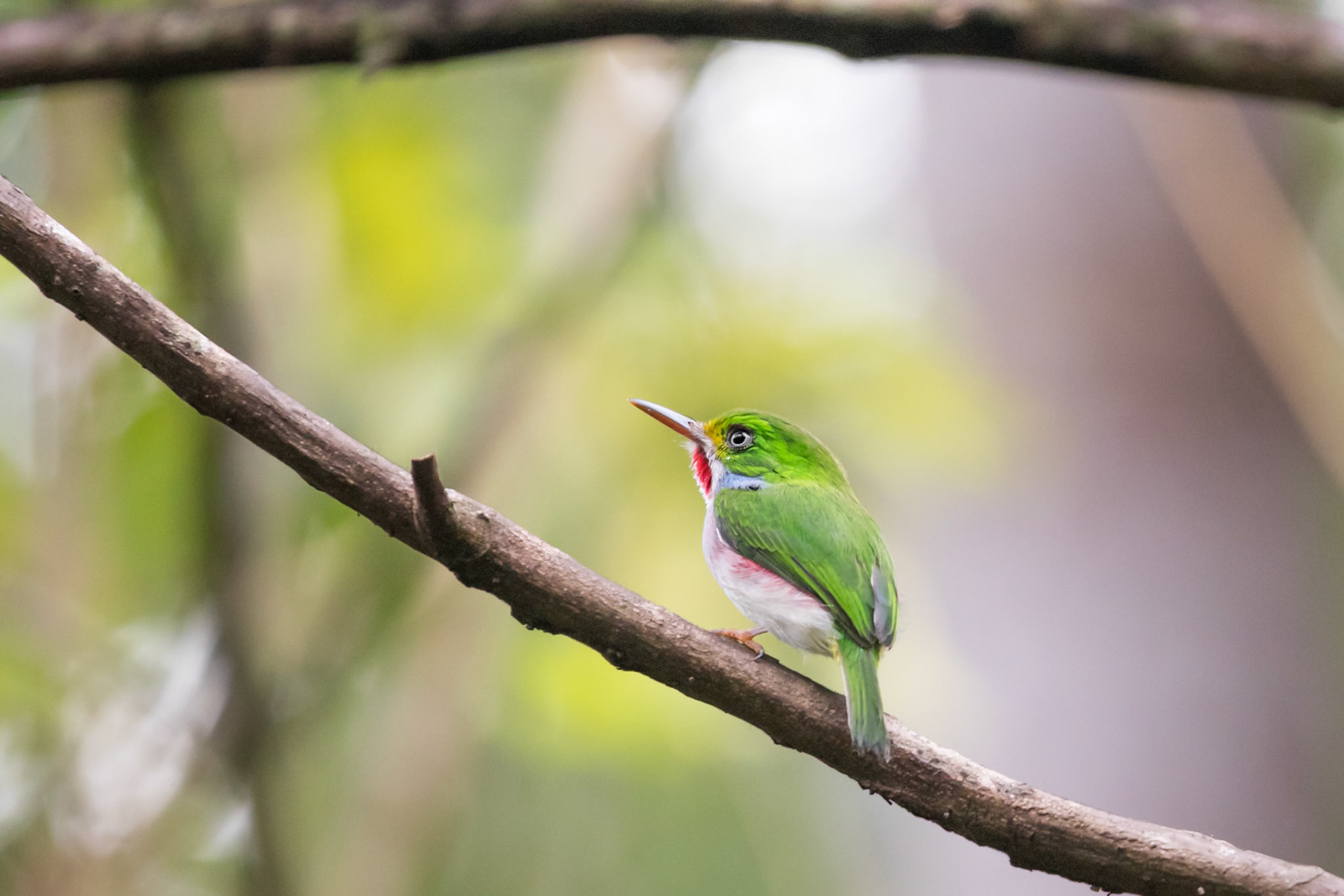 Cuban Tody, Zapata Swamp