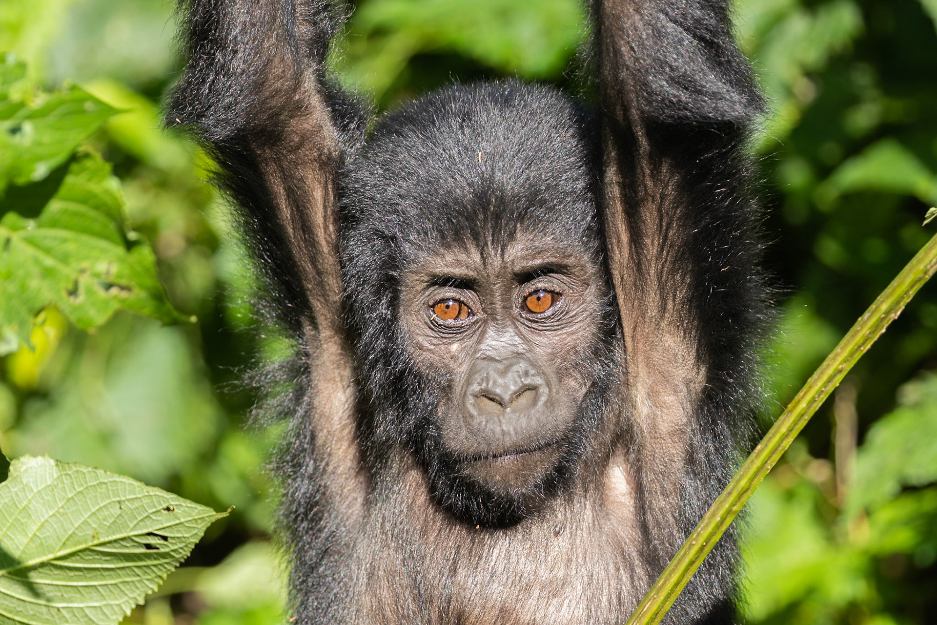 Bwindi National Park, Uganda