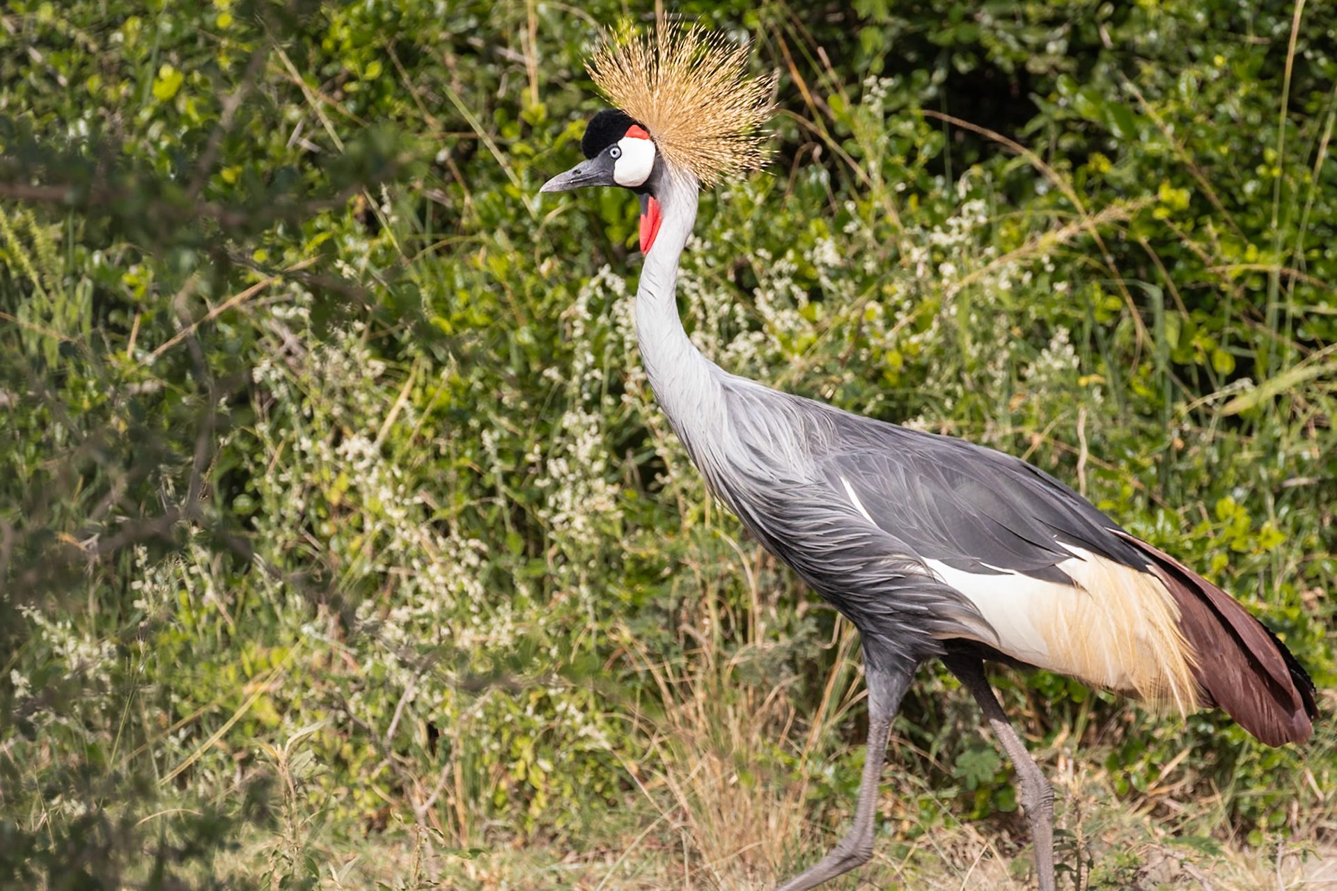 Lake Mburo National Park, Uganda