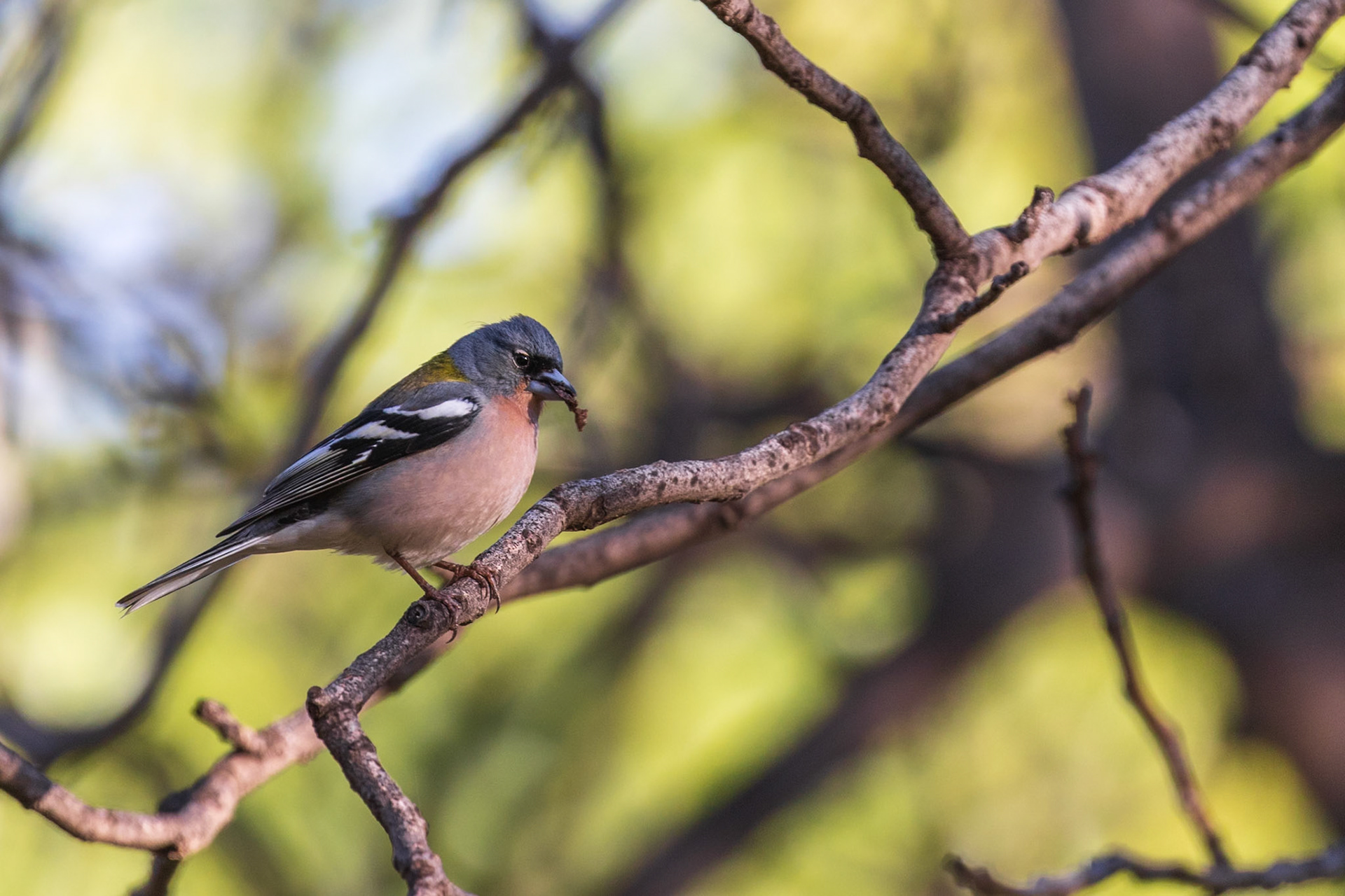 Atlas Mountains, Morocco