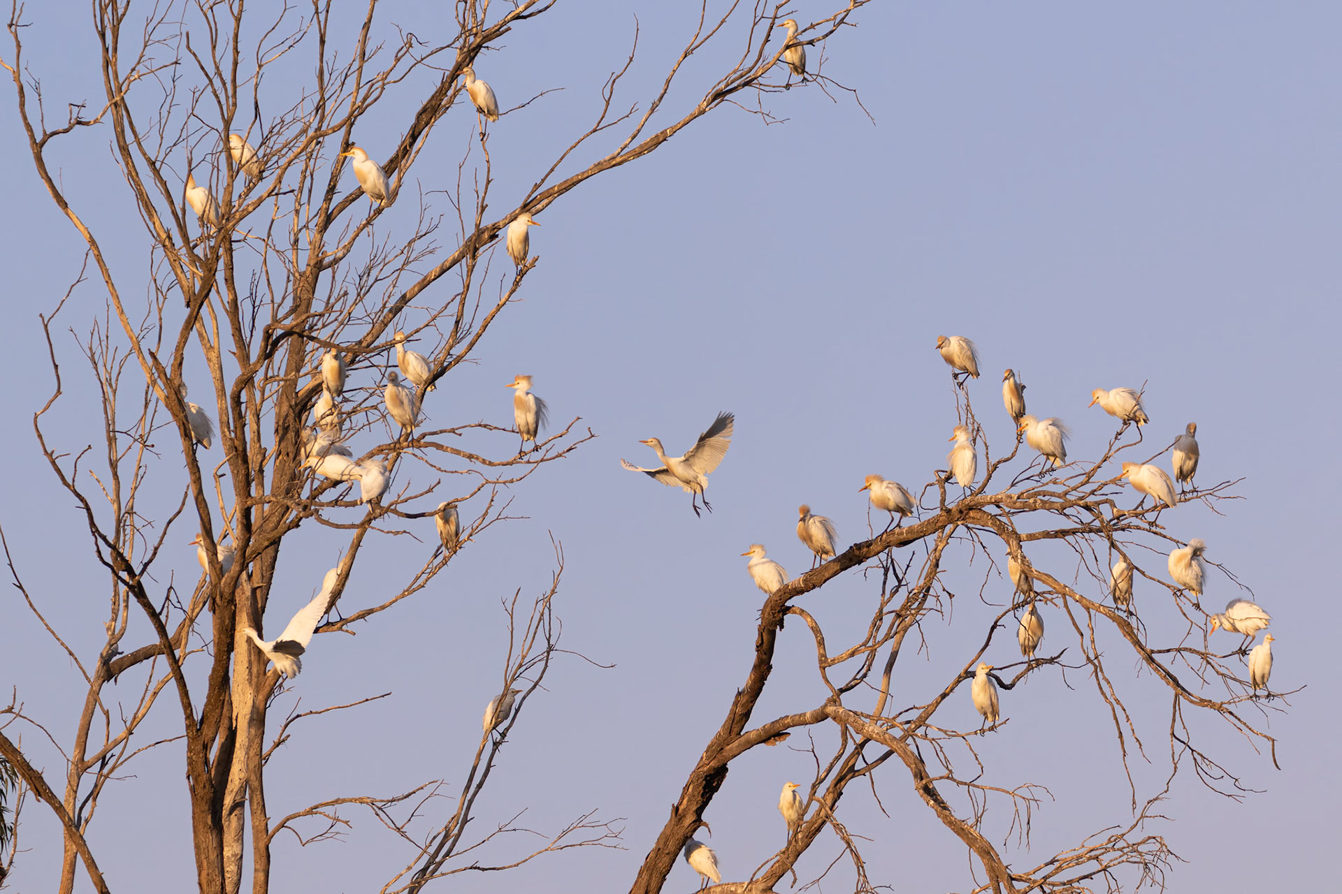 Souss-Massa National Park, Morocco