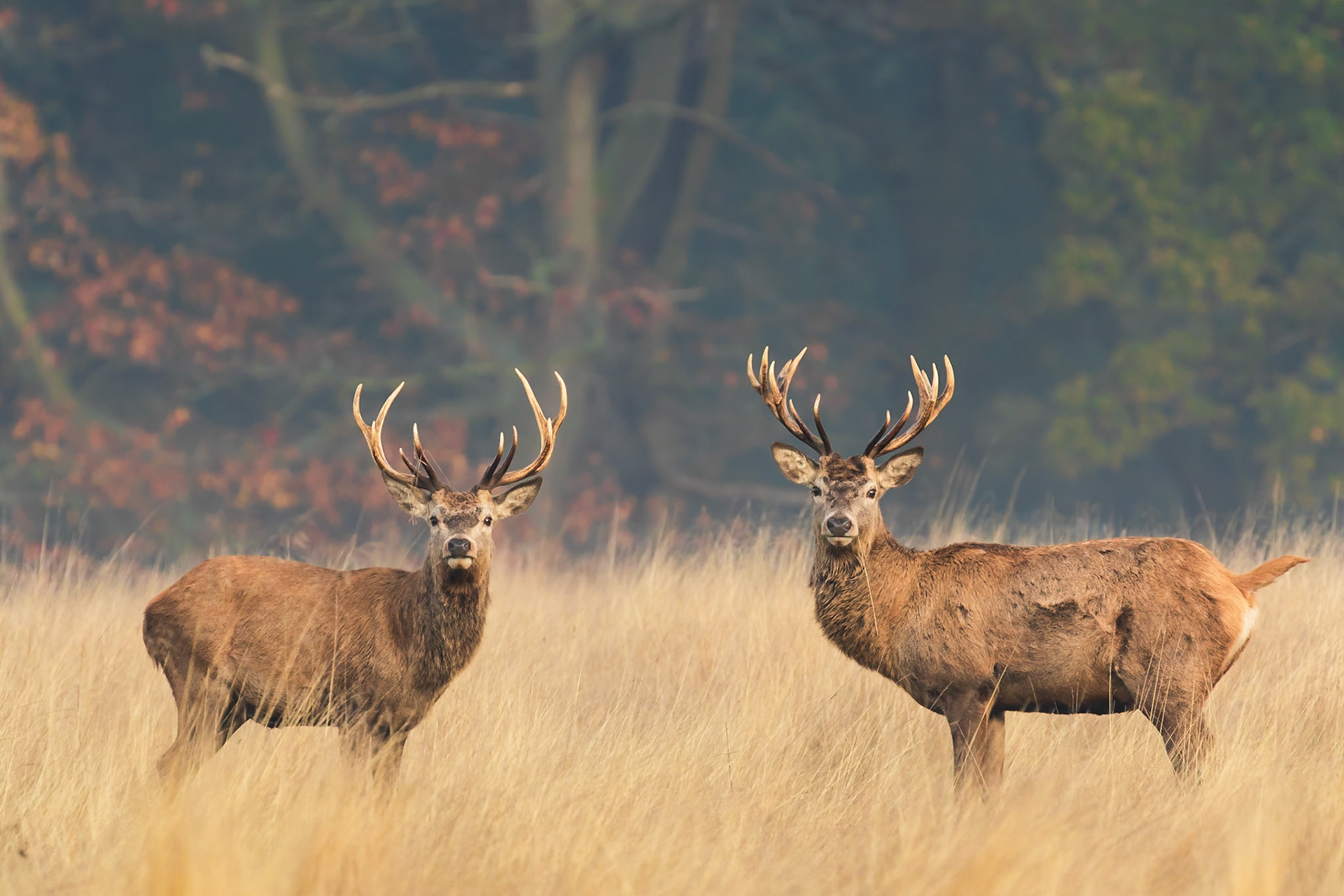 Richmond Park, London, United Kingdom