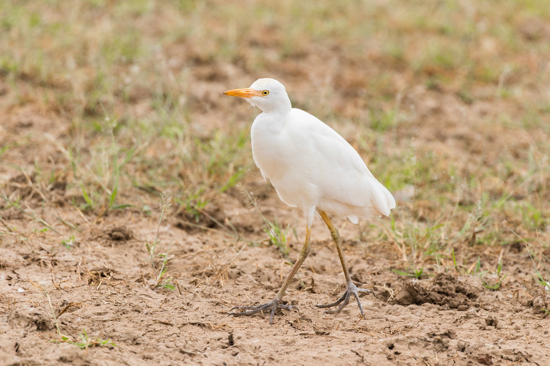 Lake Manyara National Park, Tanzania