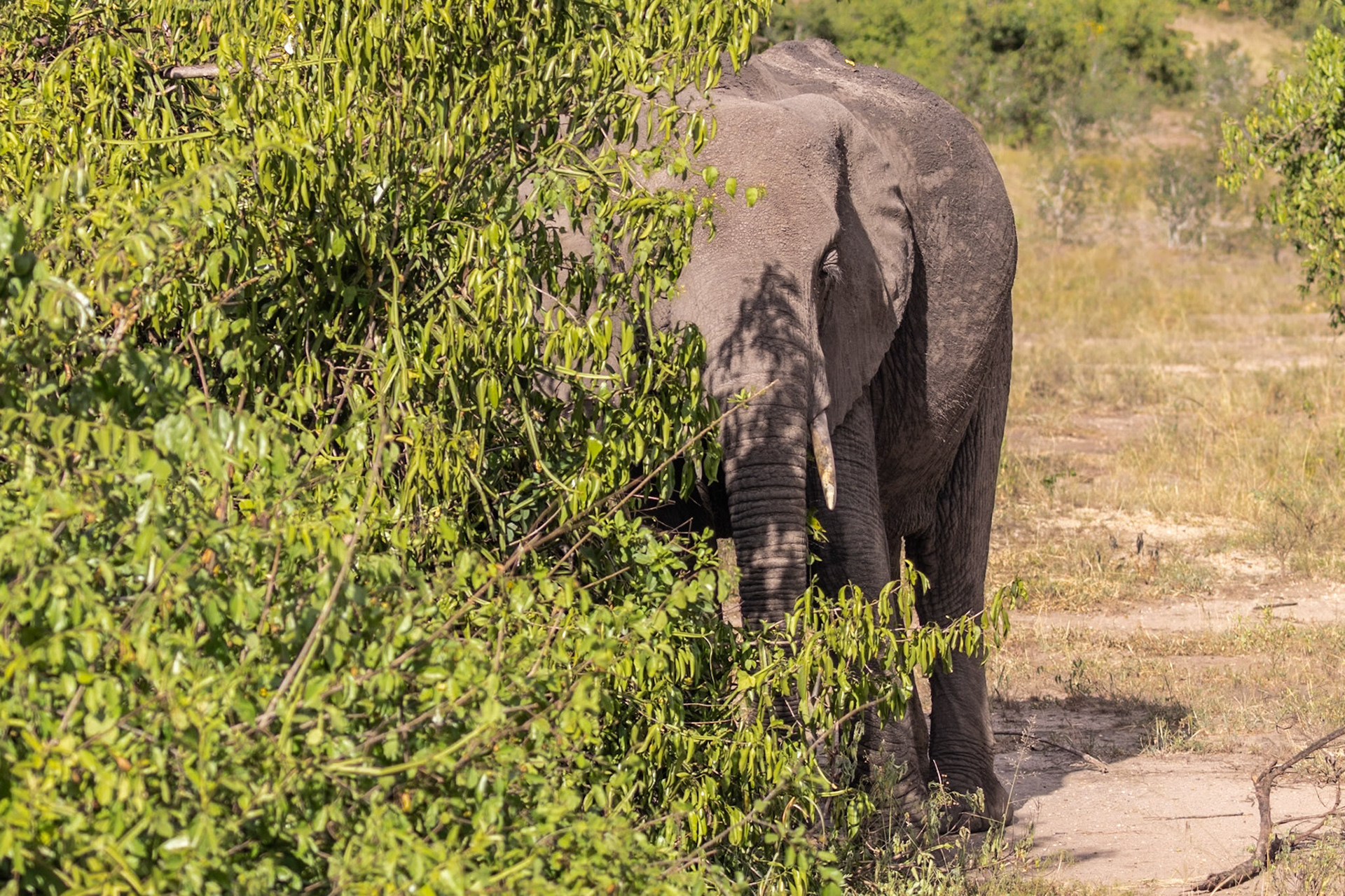 Queen Elizabeth National Park, Uganda