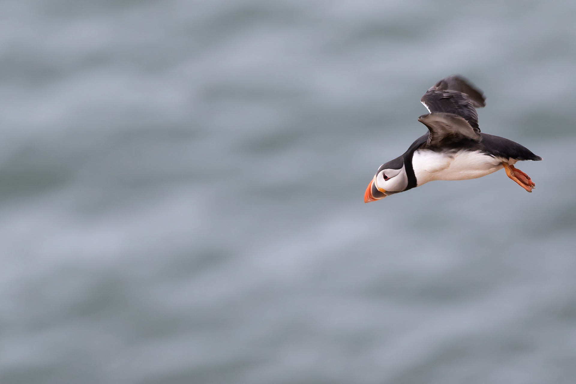 Bempton Cliffs, United Kingdom
