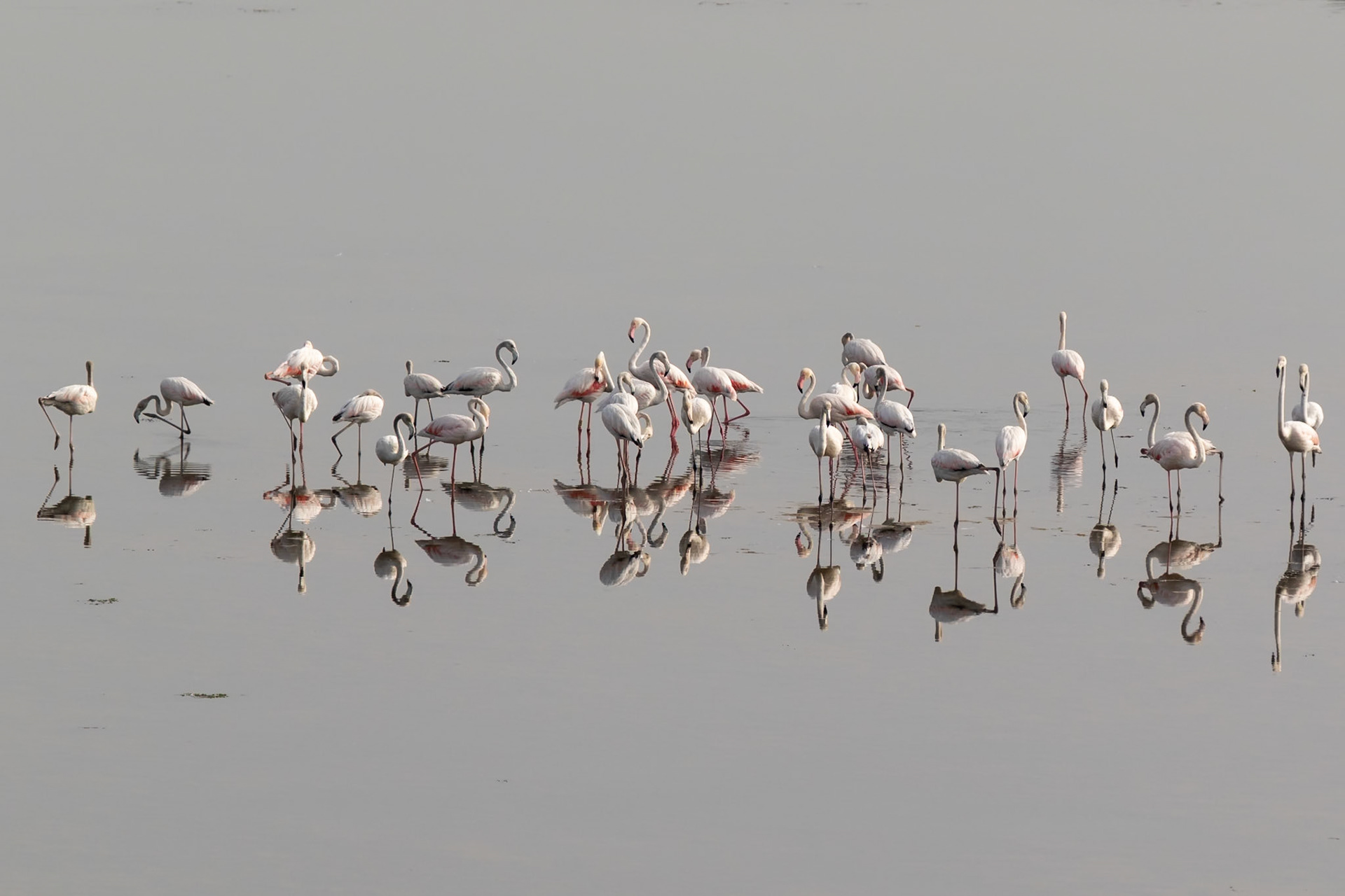 Flamingos, Aveiro, Portugal