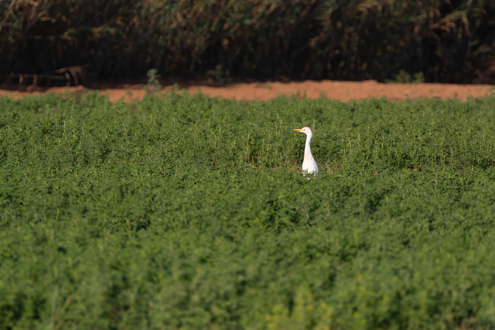 Souss-Massa National Park, Morocco