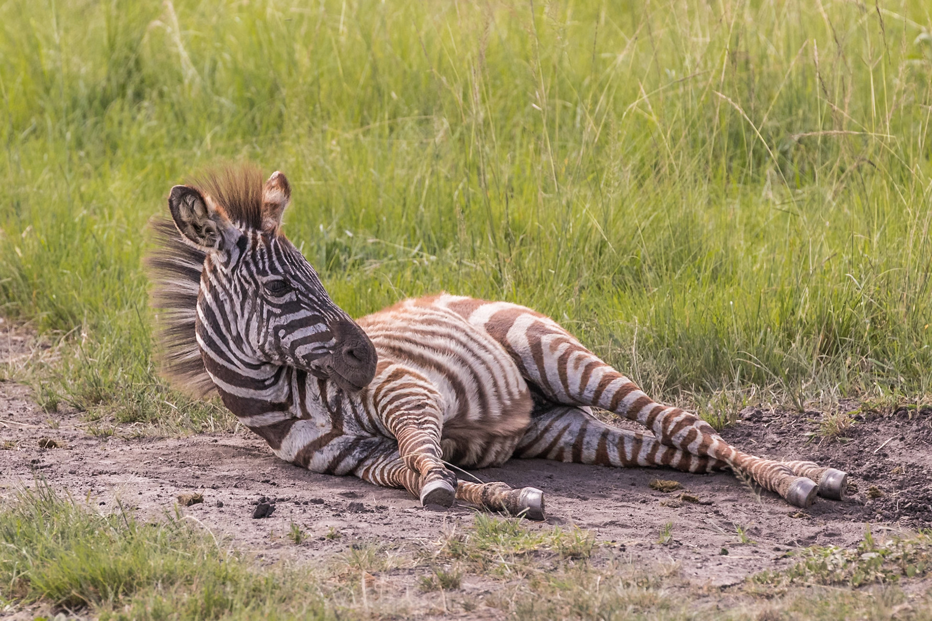 Lake Mburo National Park, Uganda