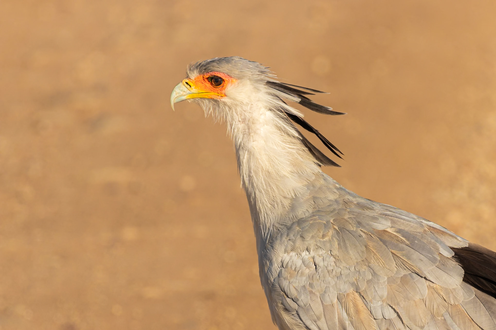Serengeti National Park, Tanzania