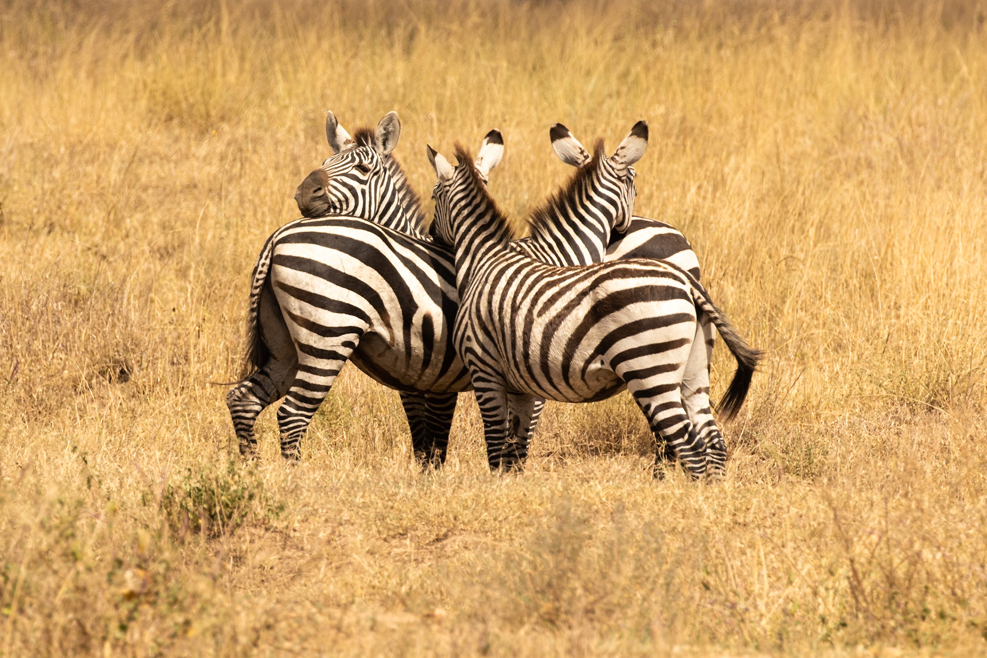Serengeti National Park, Tanzania