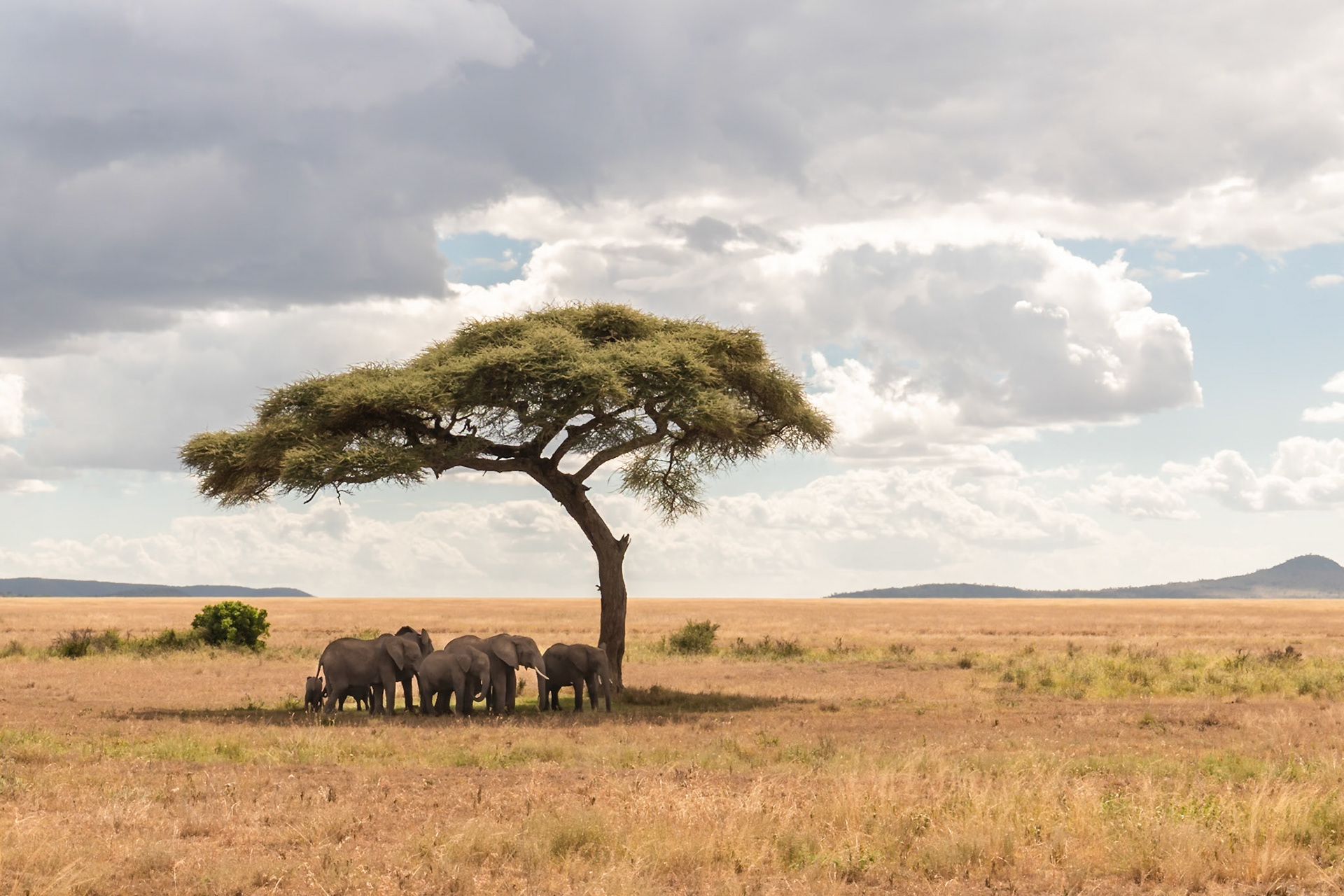 Serengeti National Park, Tanzania