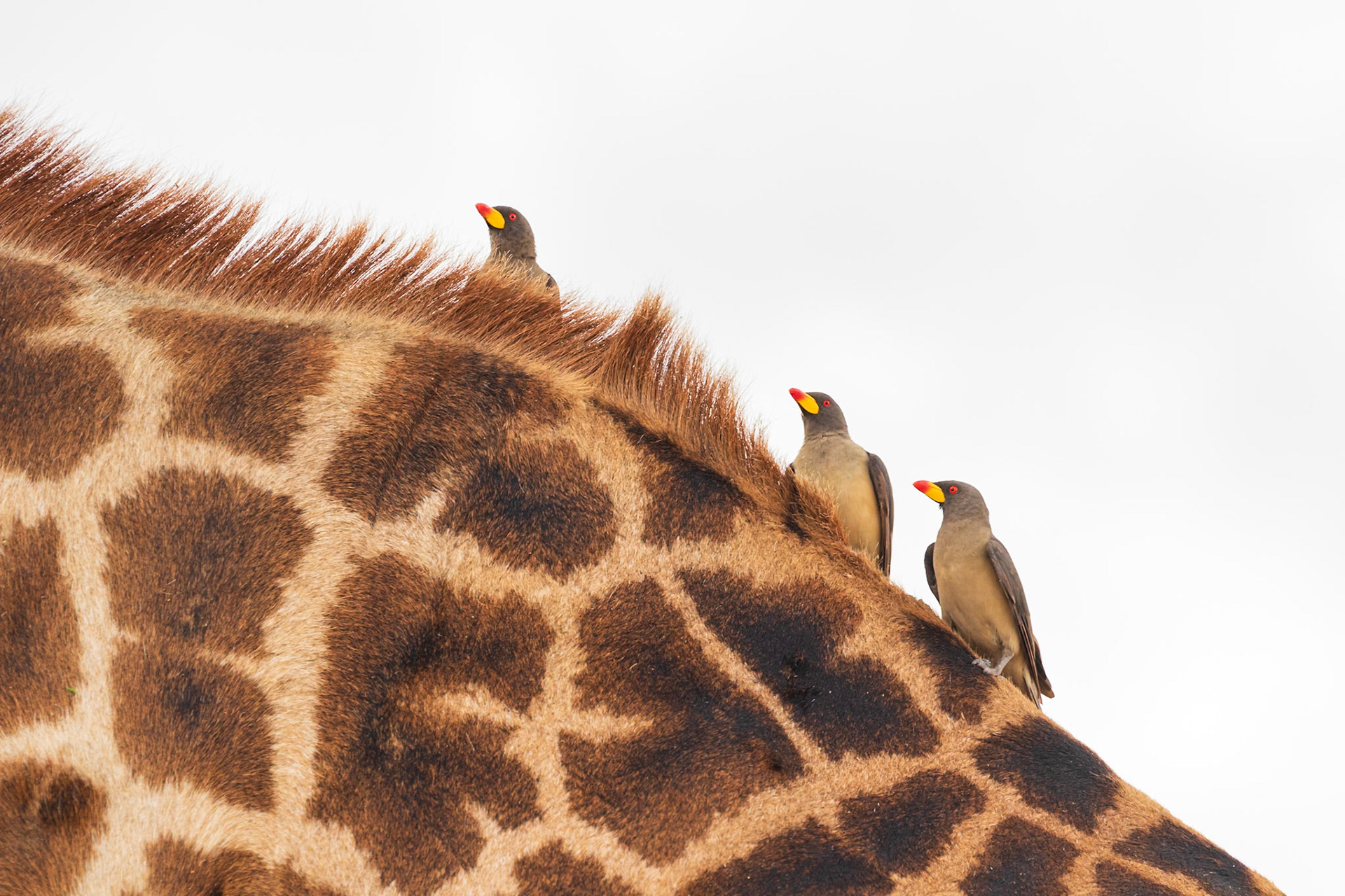 Serengeti National Park, Tanzania