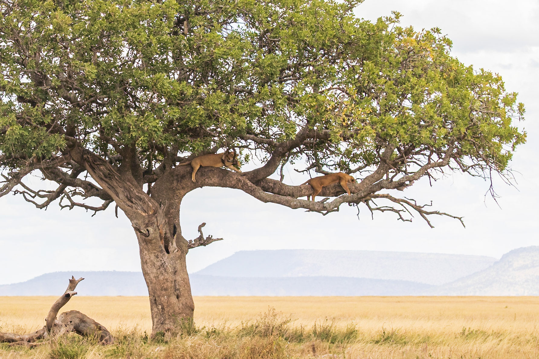 Serengeti National Park, Tanzania