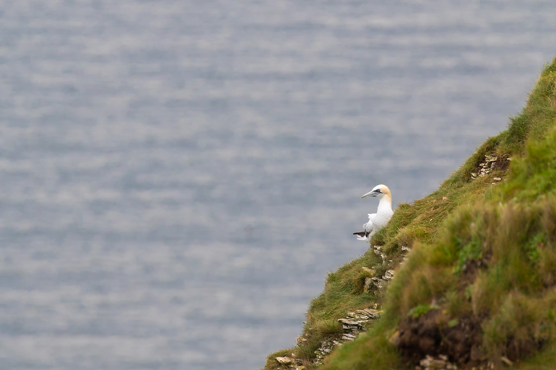 Bempton Cliffs, United Kingdom