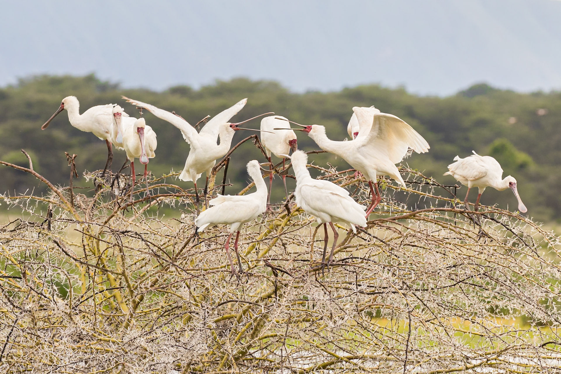 Lake Manyara National Park, Tanzania
