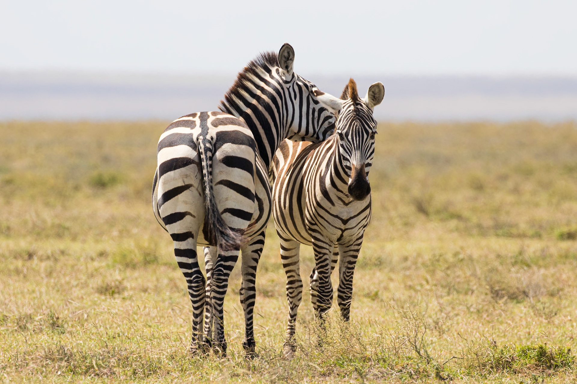 Serengeti National Park, Tanzania
