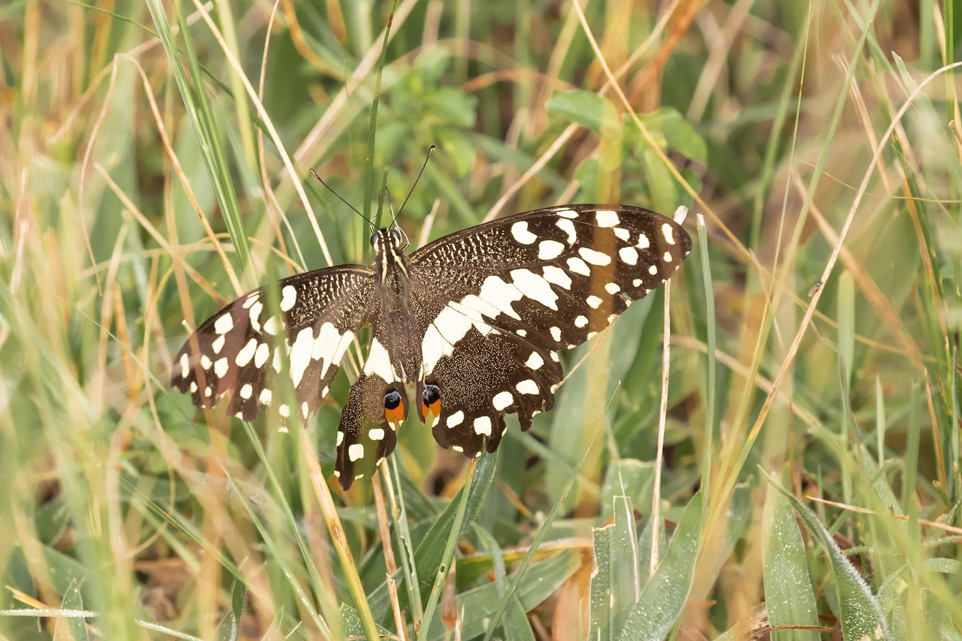 Lake Mburo National Park, Uganda