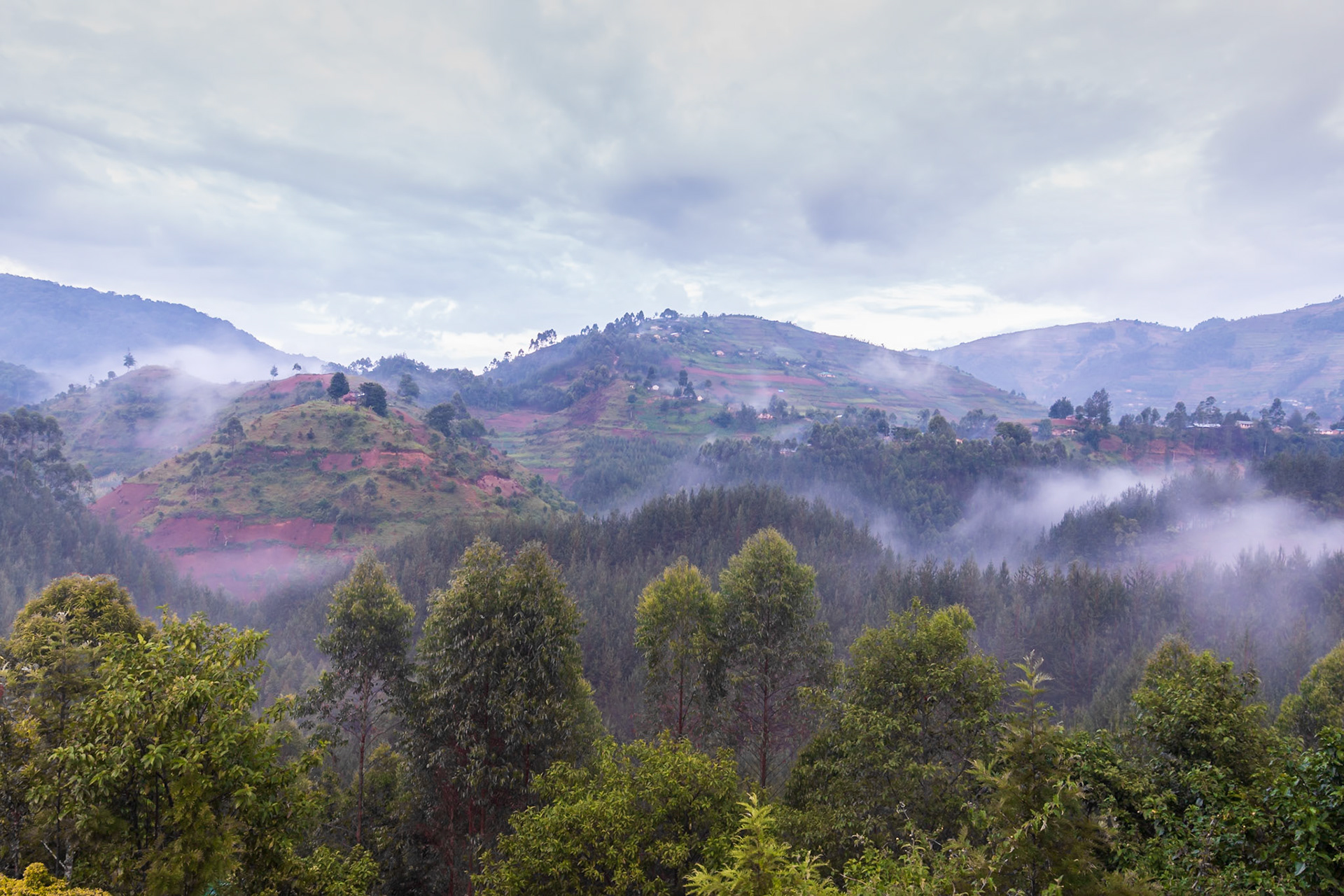 Bwindi National Park, Uganda