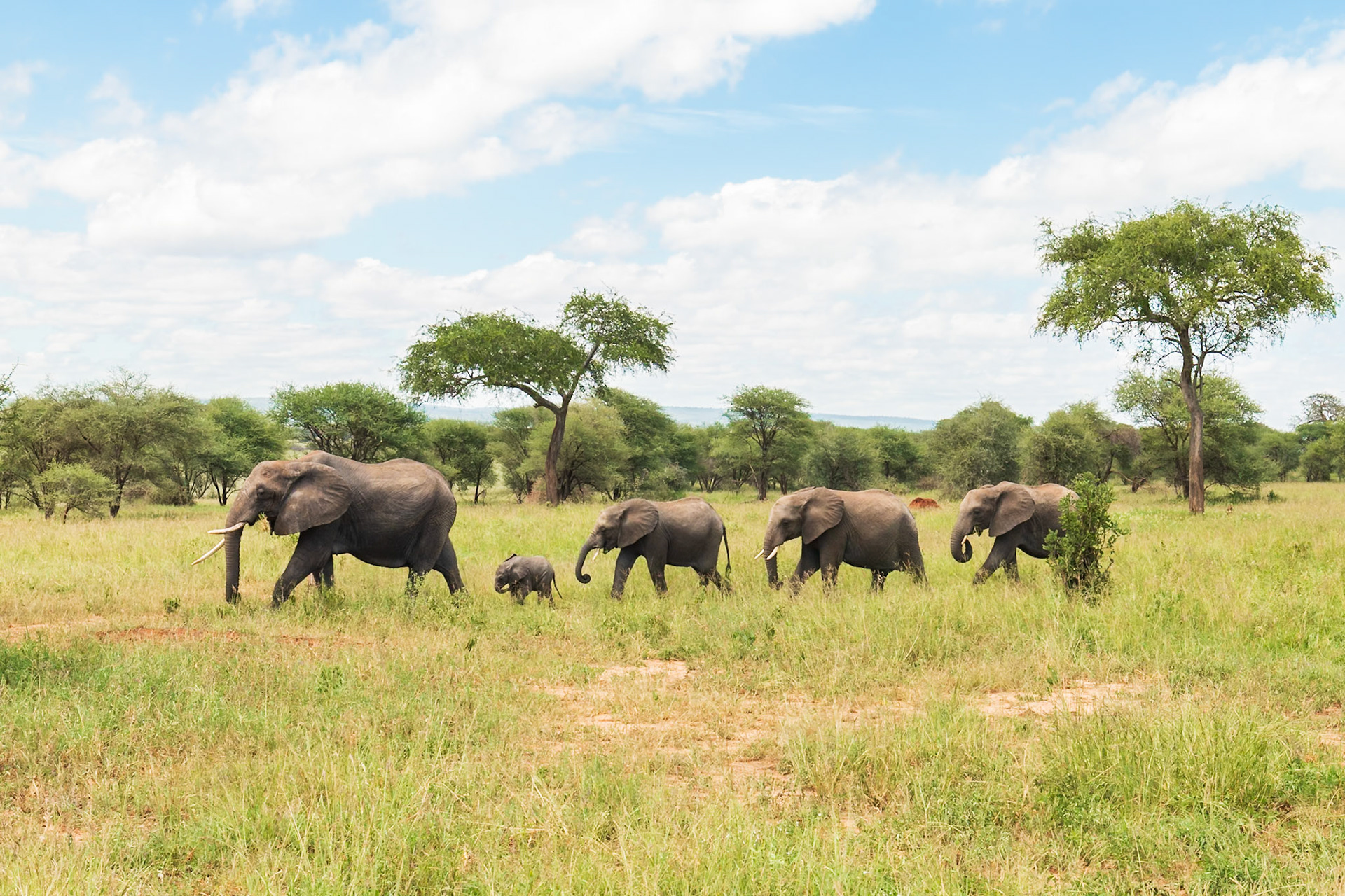 Tarangire National Park, Tanzania