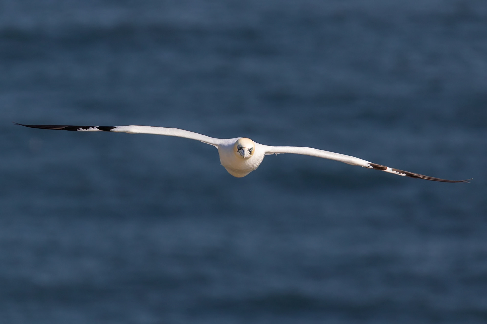 Bempton Cliffs, United Kingdom