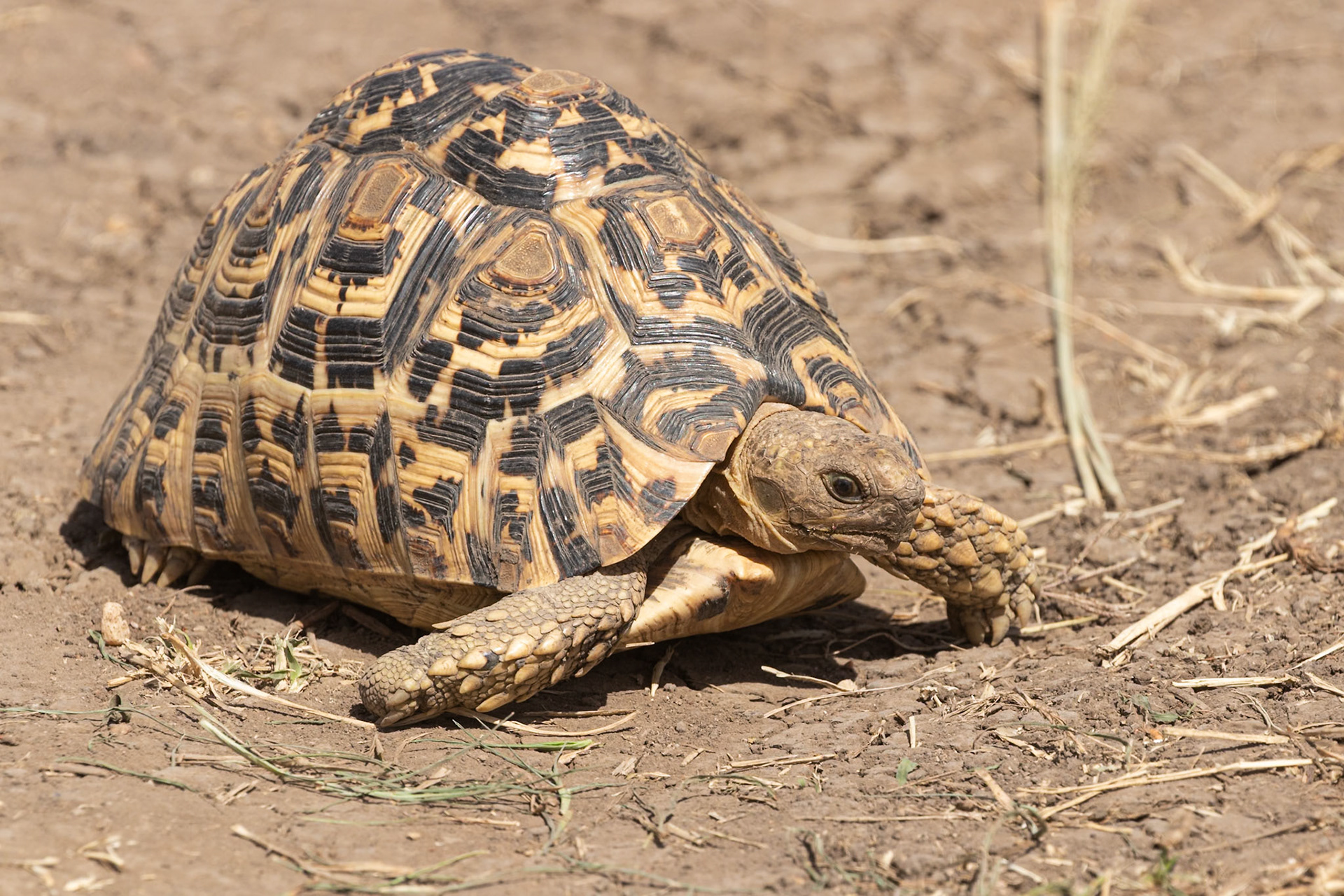 Serengeti National Park, Tanzania