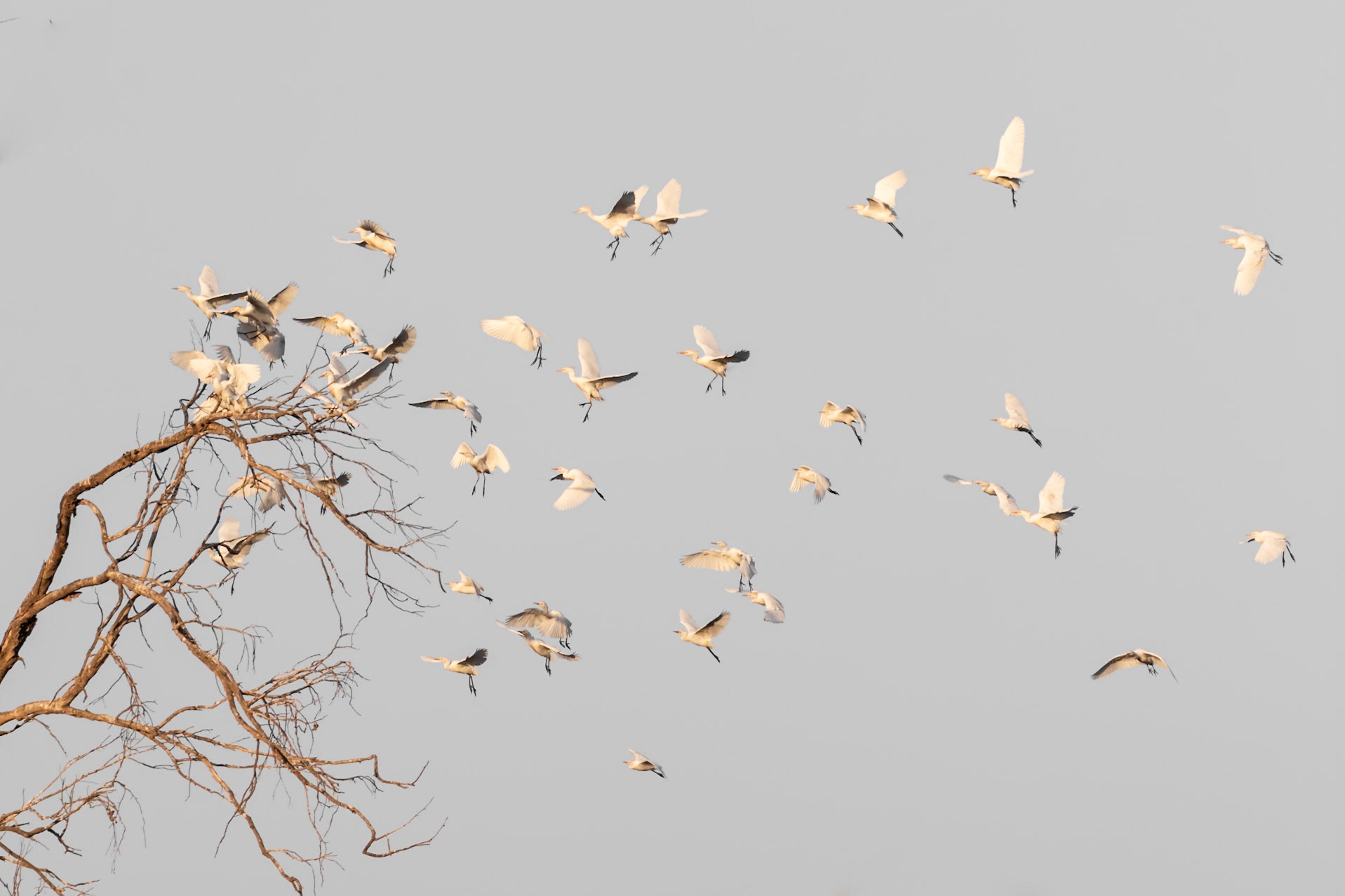 Souss-Massa National Park, Morocco