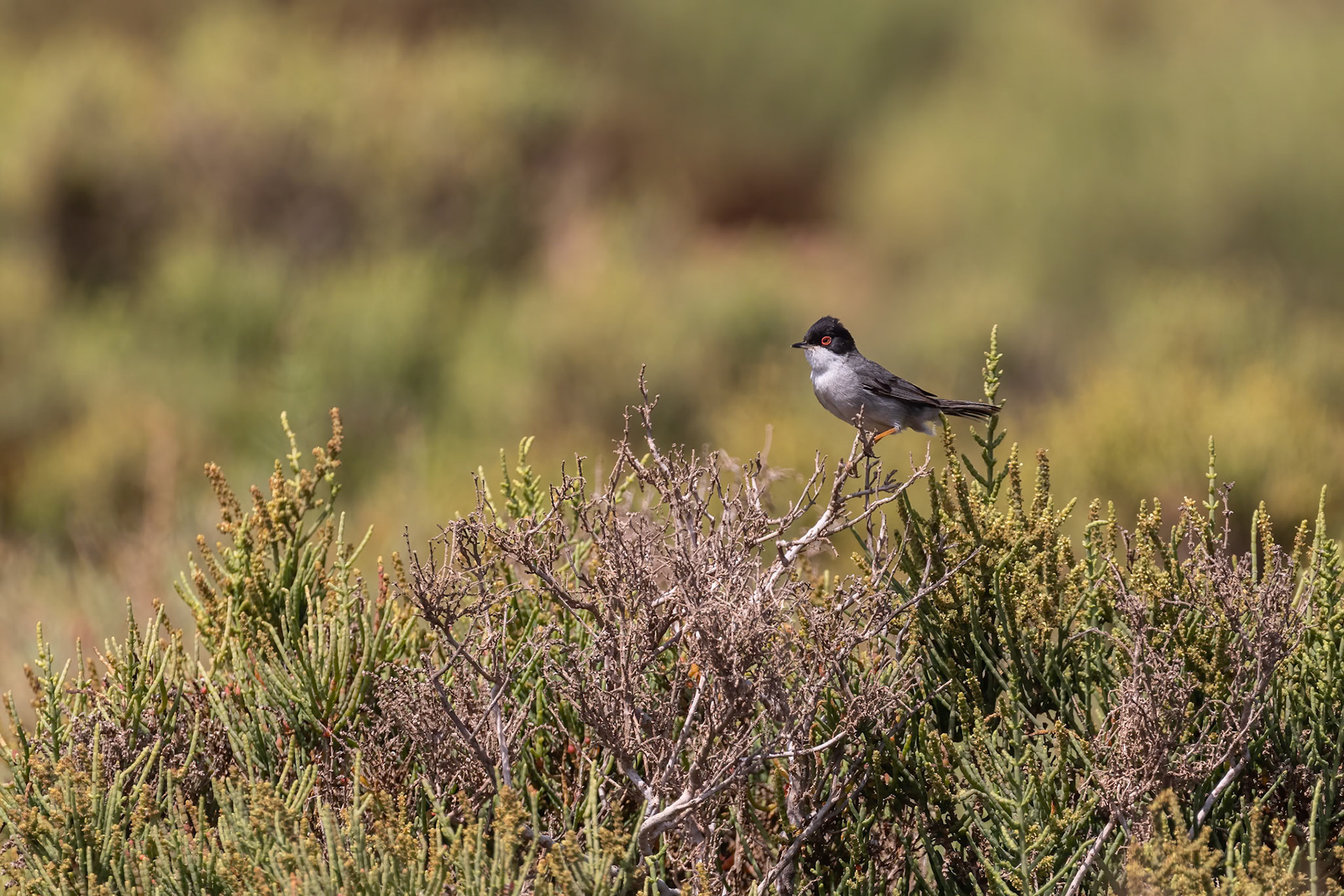 Souss-Massa National Park, Morocco