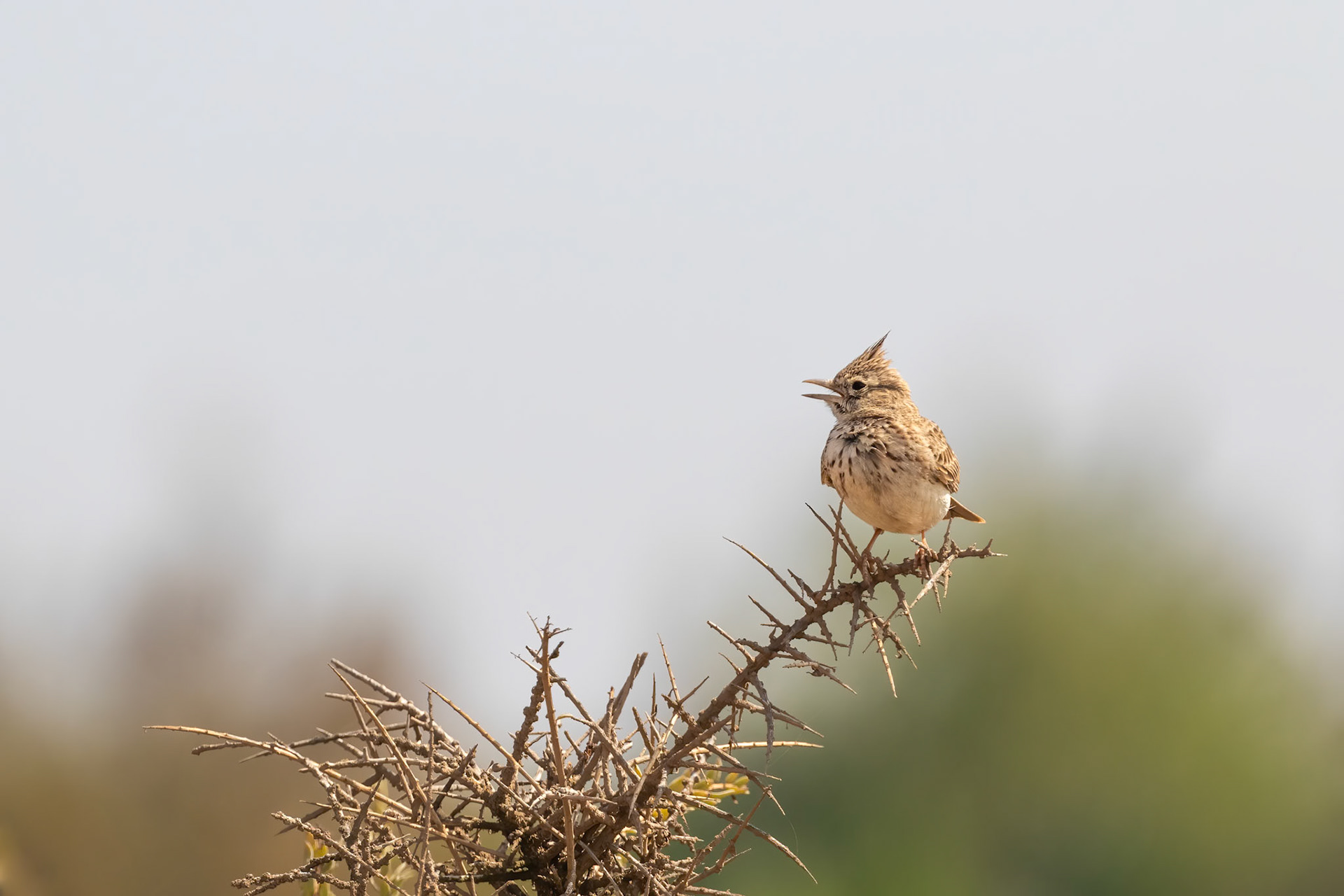 Souss-Massa National Park, Morocco