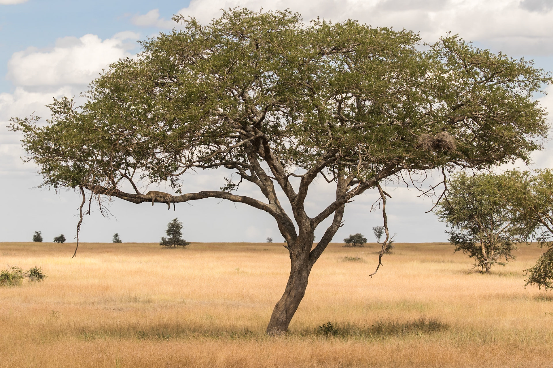 Serengeti National Park, Tanzania
