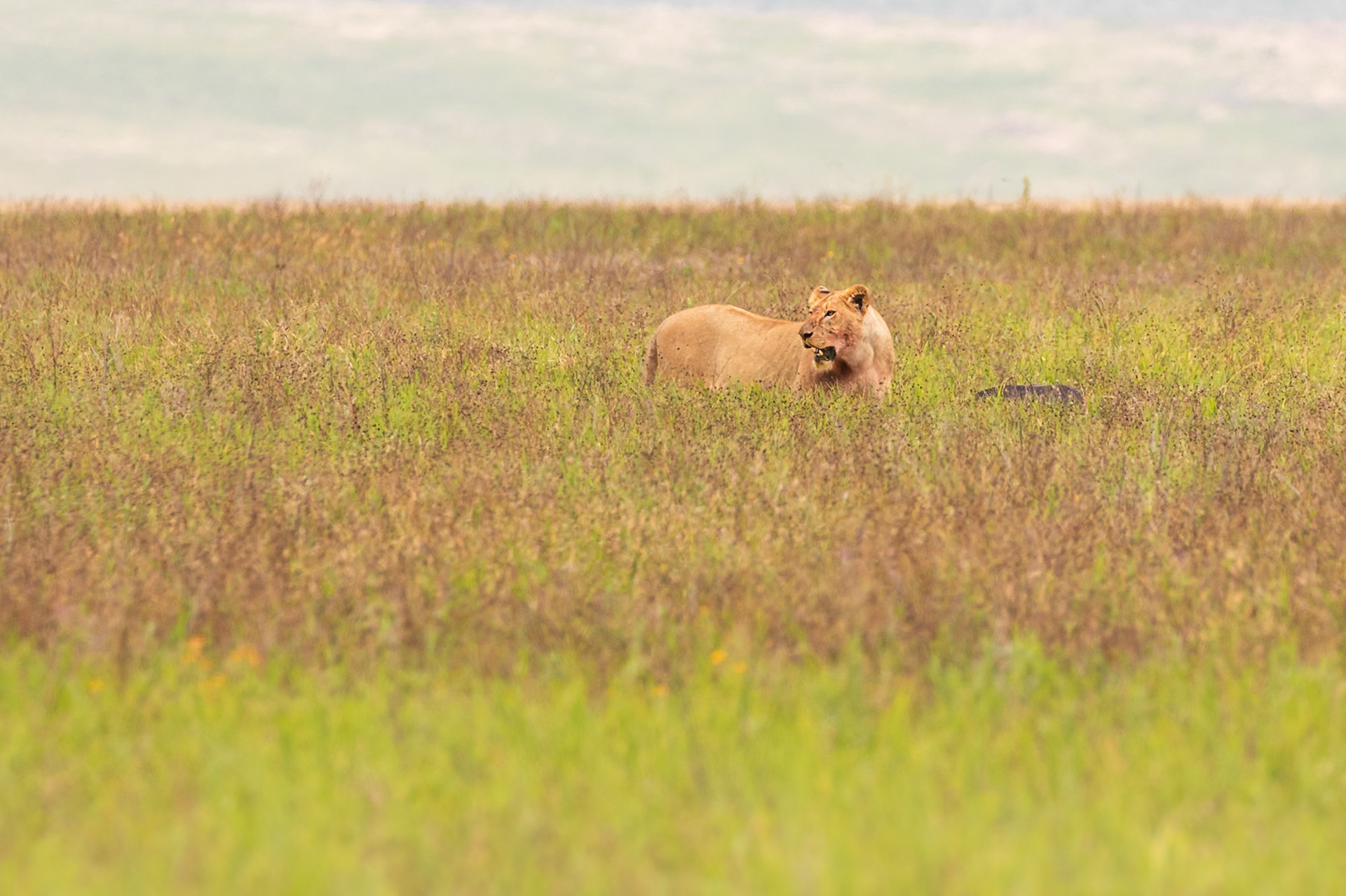 Ngorongoro National Park, Tanzania