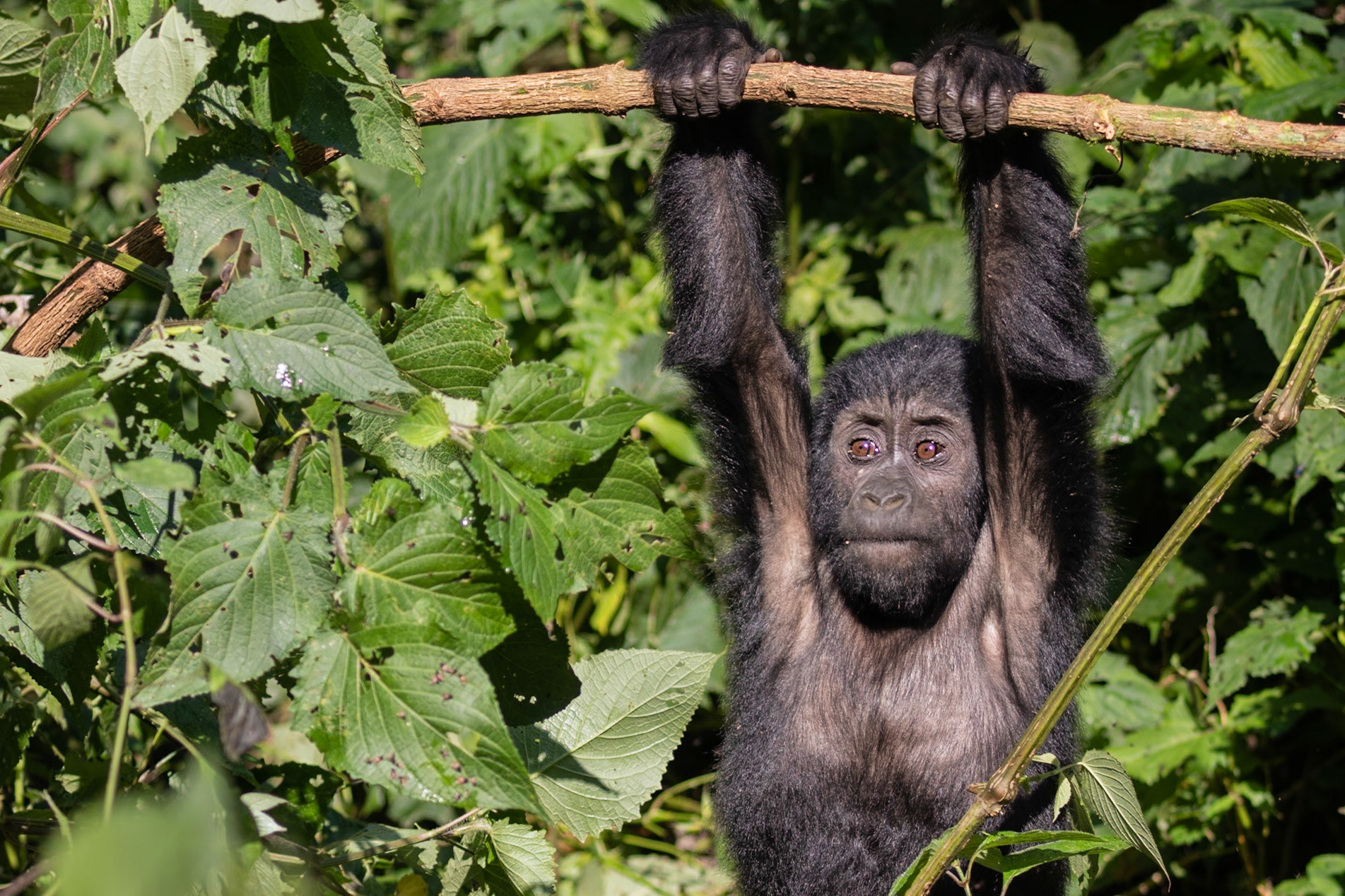 Bwindi National Park, Uganda