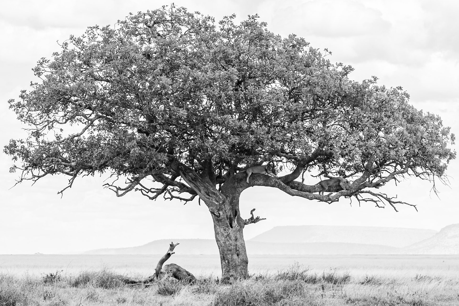 Serengeti National Park, Tanzania