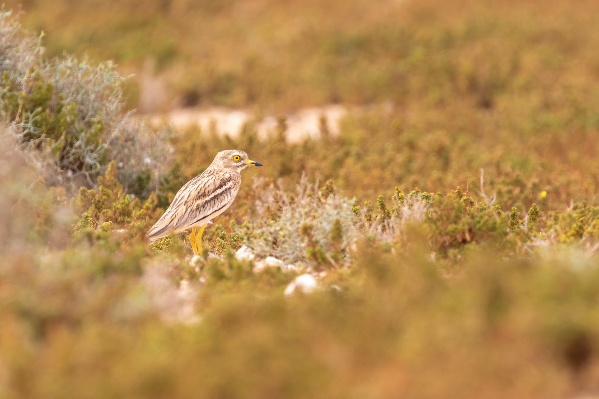 Souss-Massa National Park, Morocco