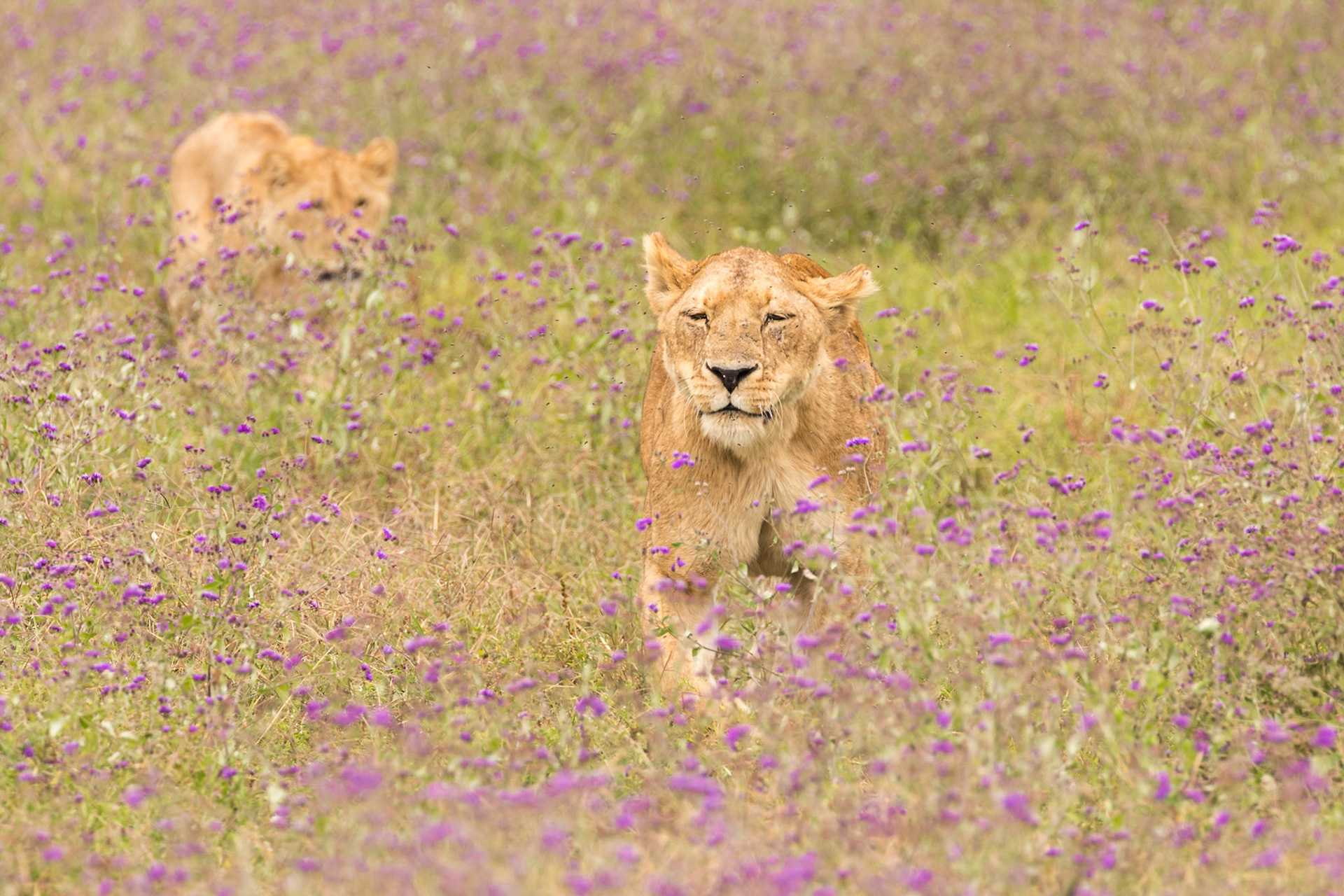 Ngorongoro National Park, Tanzania
