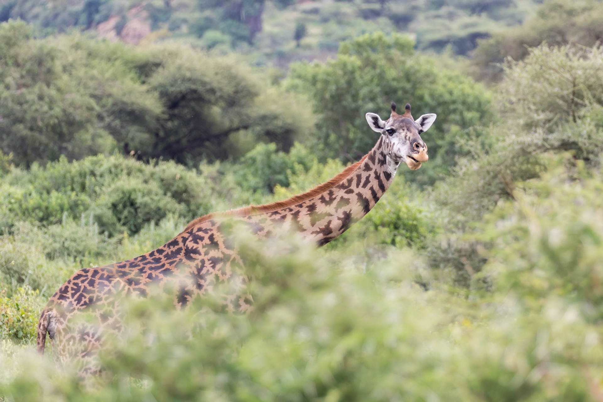 Lake Manyara National Park, Tanzania