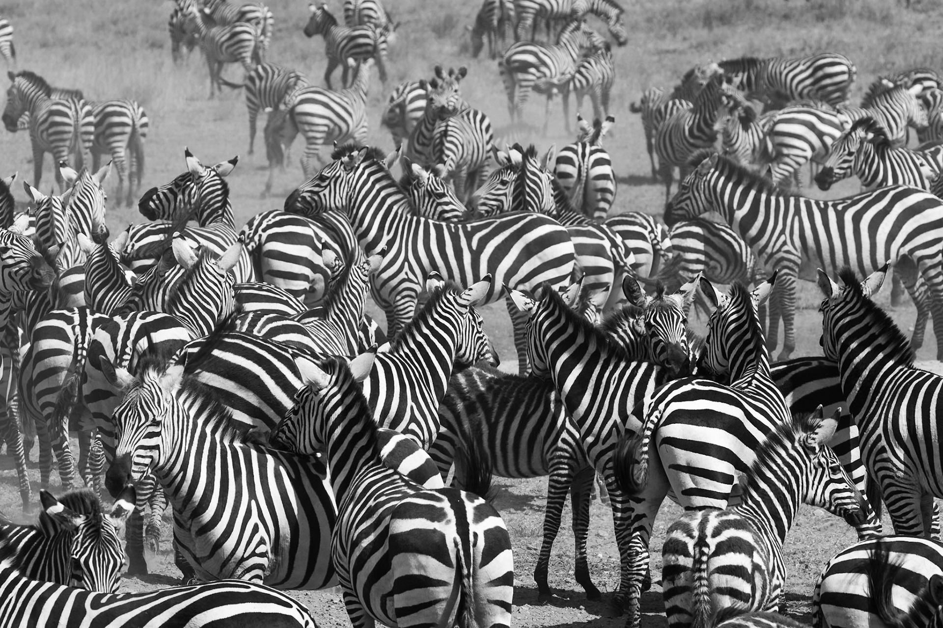 Serengeti National Park, Tanzania