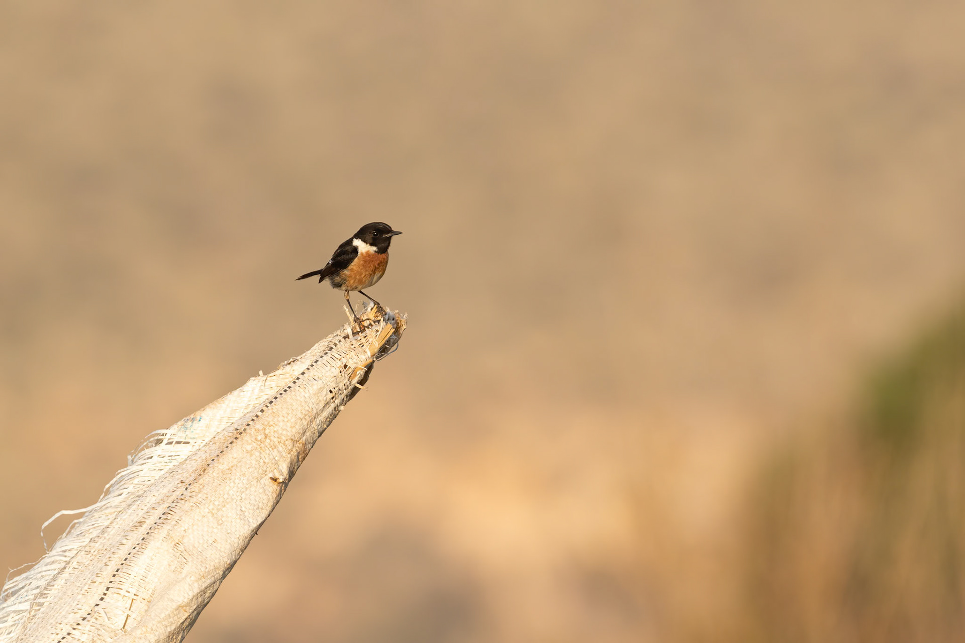 Souss-Massa National Park, Morocco