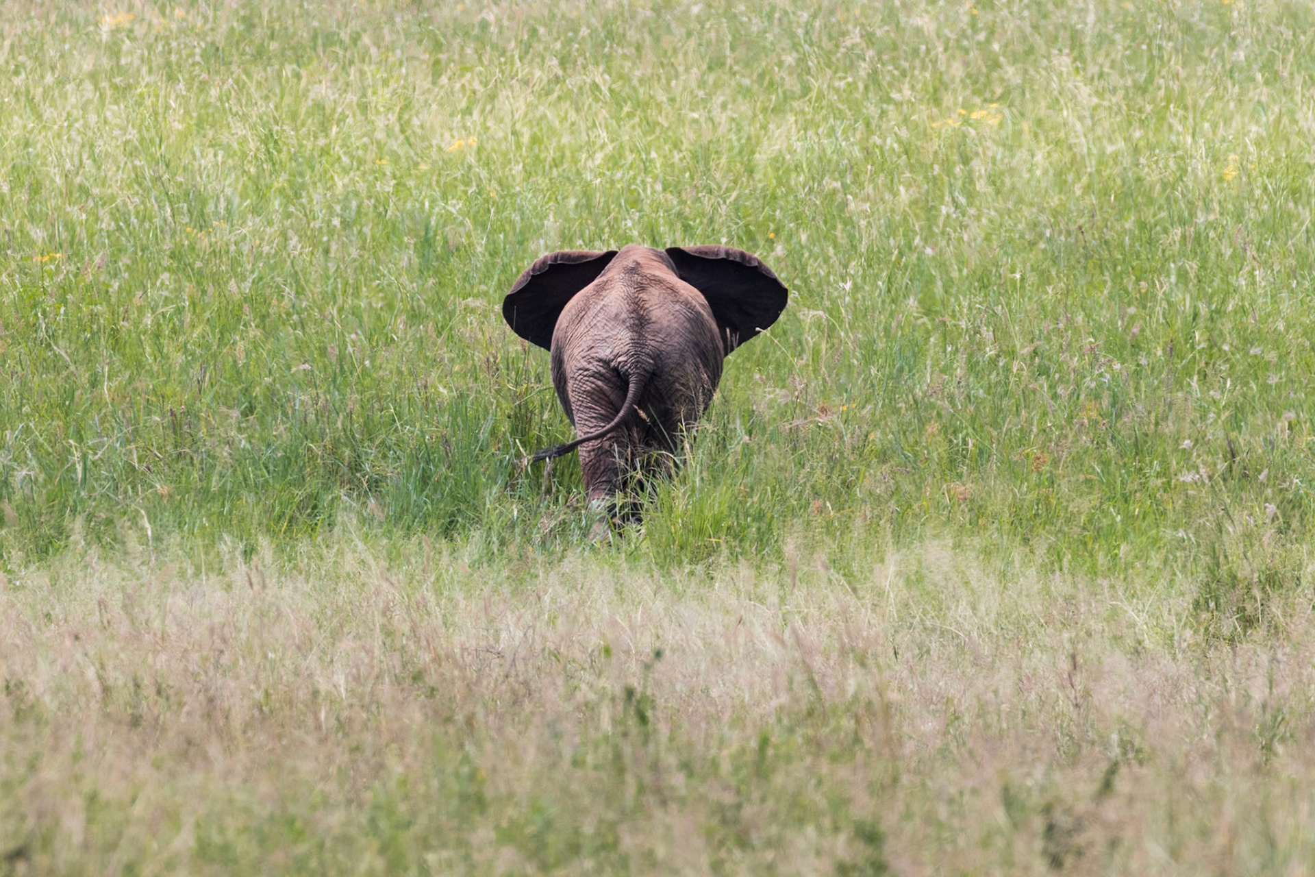 Tarangire National Park, Tanzania