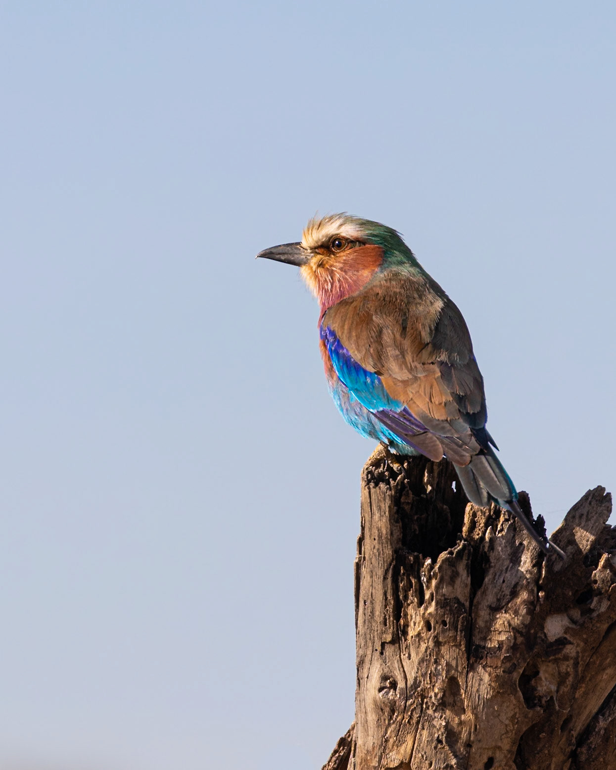 Serengeti National Park, Tanzania