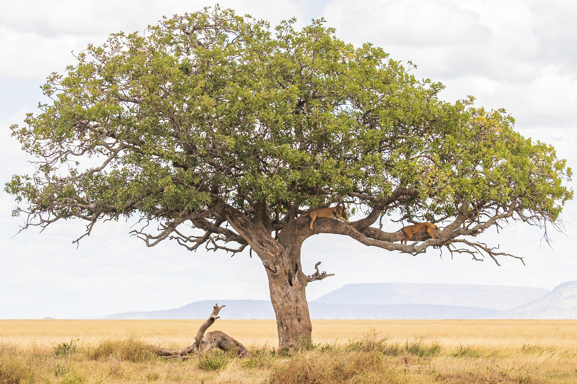 Serengeti National Park, Tanzania
